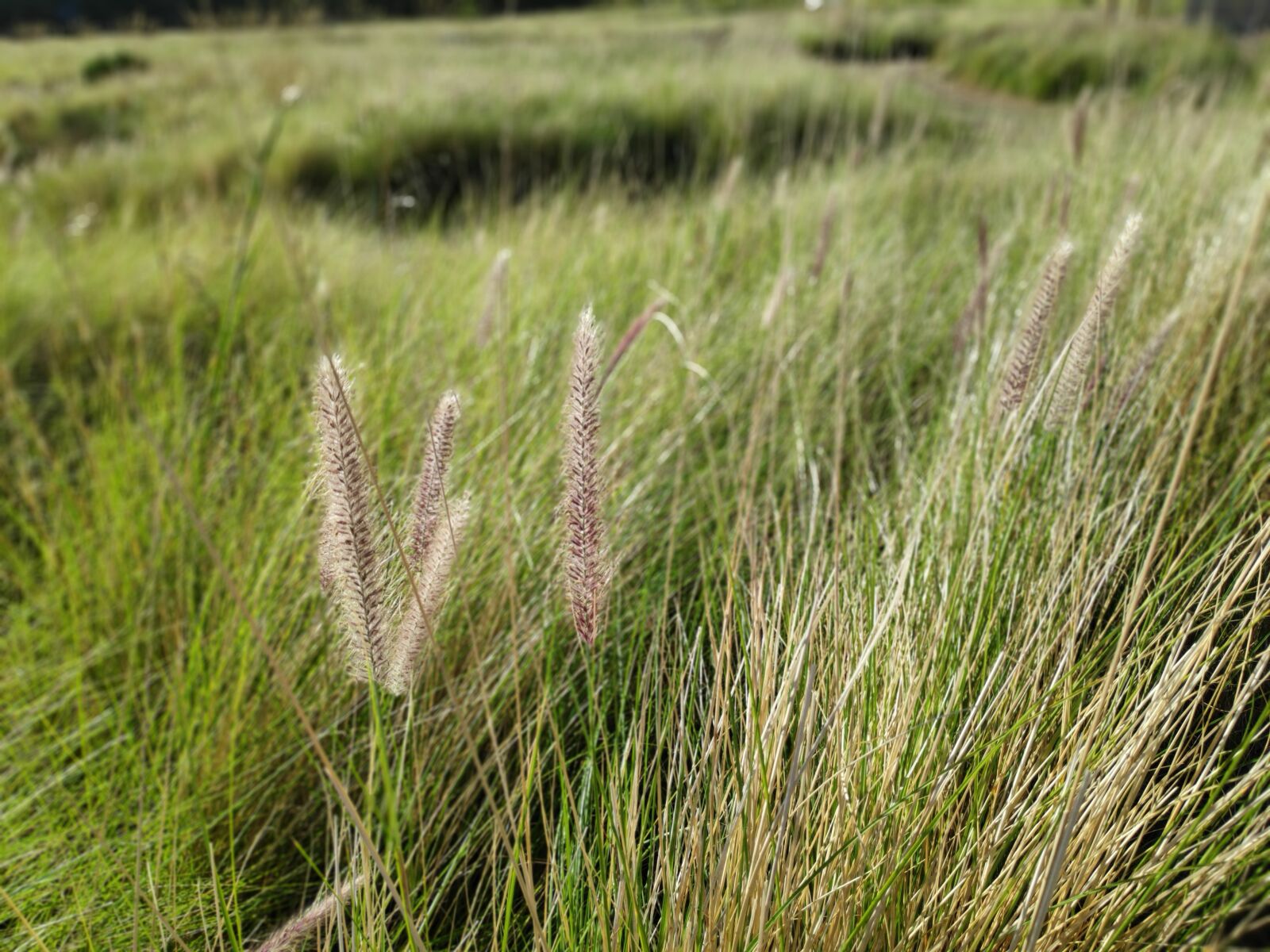 Xiaomi POCO F1 sample photo. Grass, lamp cleaning er photography