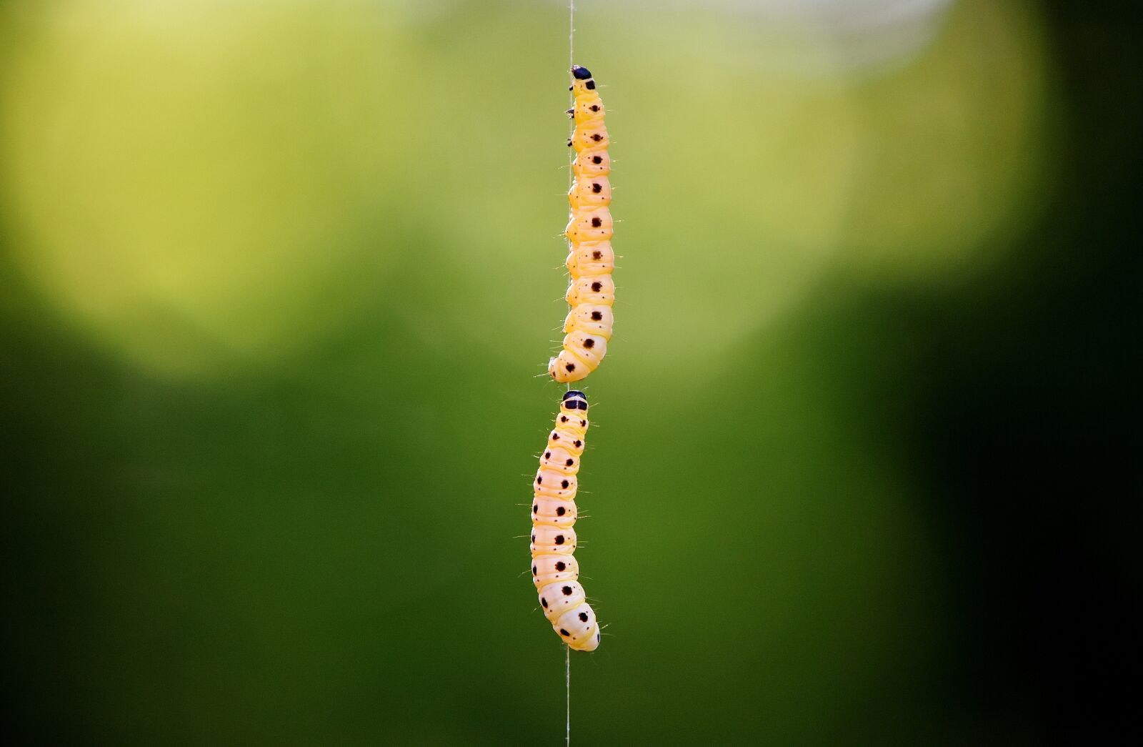 Nikon D7200 sample photo. Larva, wax moth, galleriinae photography