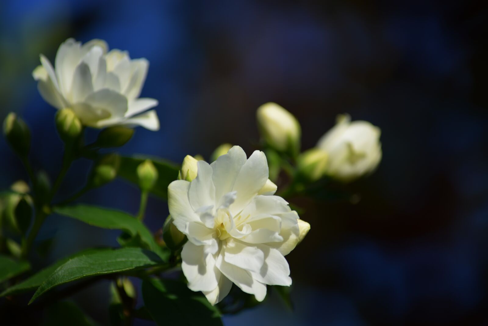 Nikon D5200 sample photo. Jasmine, flowers, spring photography