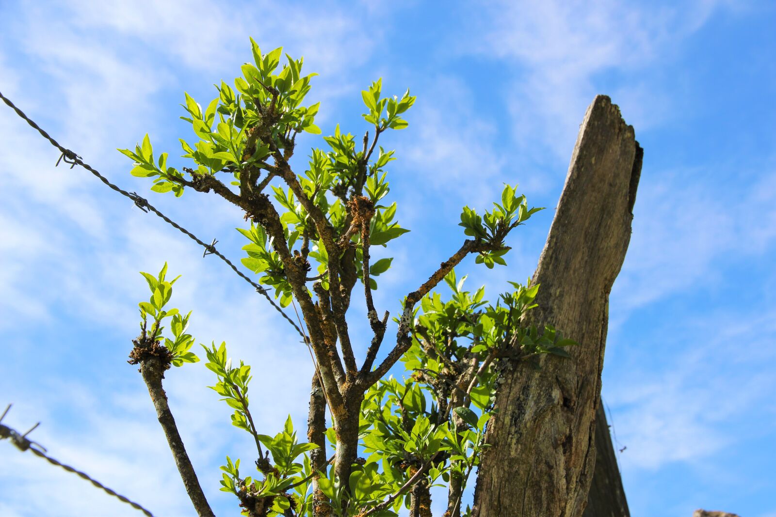 Canon EOS 600D (Rebel EOS T3i / EOS Kiss X5) sample photo. Spring, barbed wire, growth photography