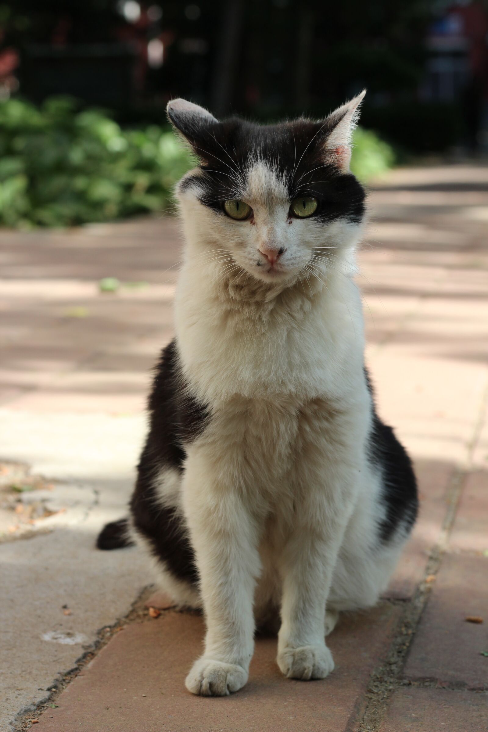 Canon EOS 600D (Rebel EOS T3i / EOS Kiss X5) + Canon EF 50mm F1.8 STM sample photo. Kitty, sat, serious photography