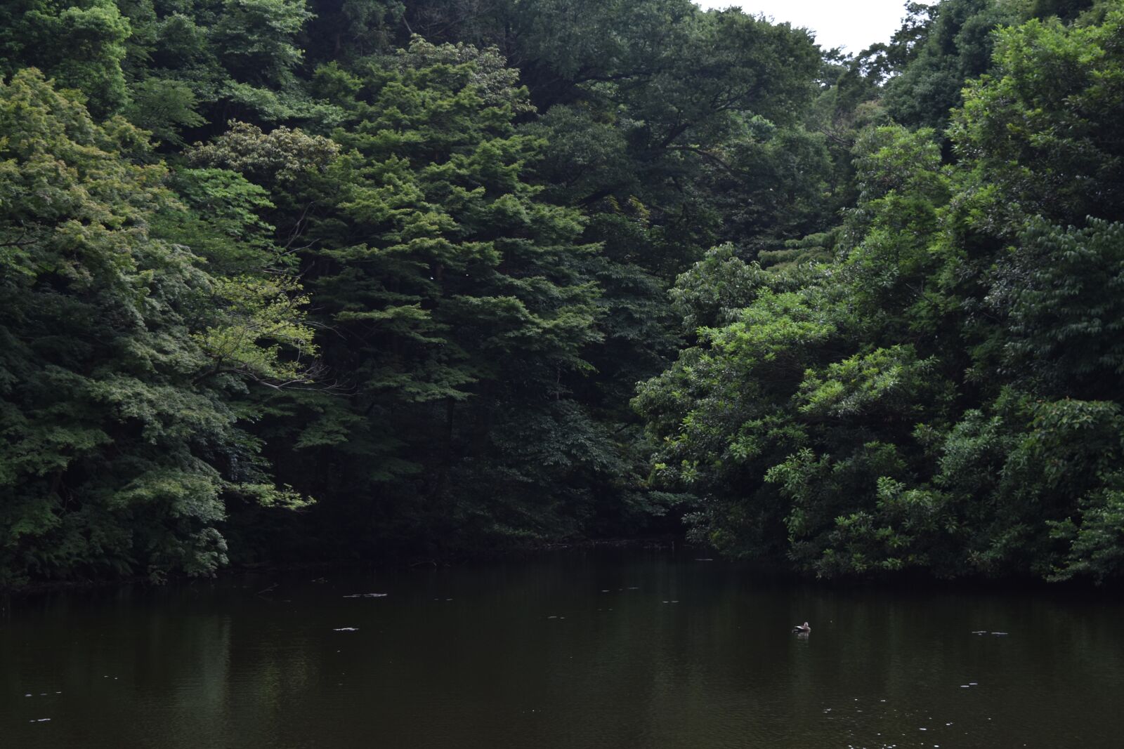 Nikon D5500 sample photo. Trees, nature, lake photography