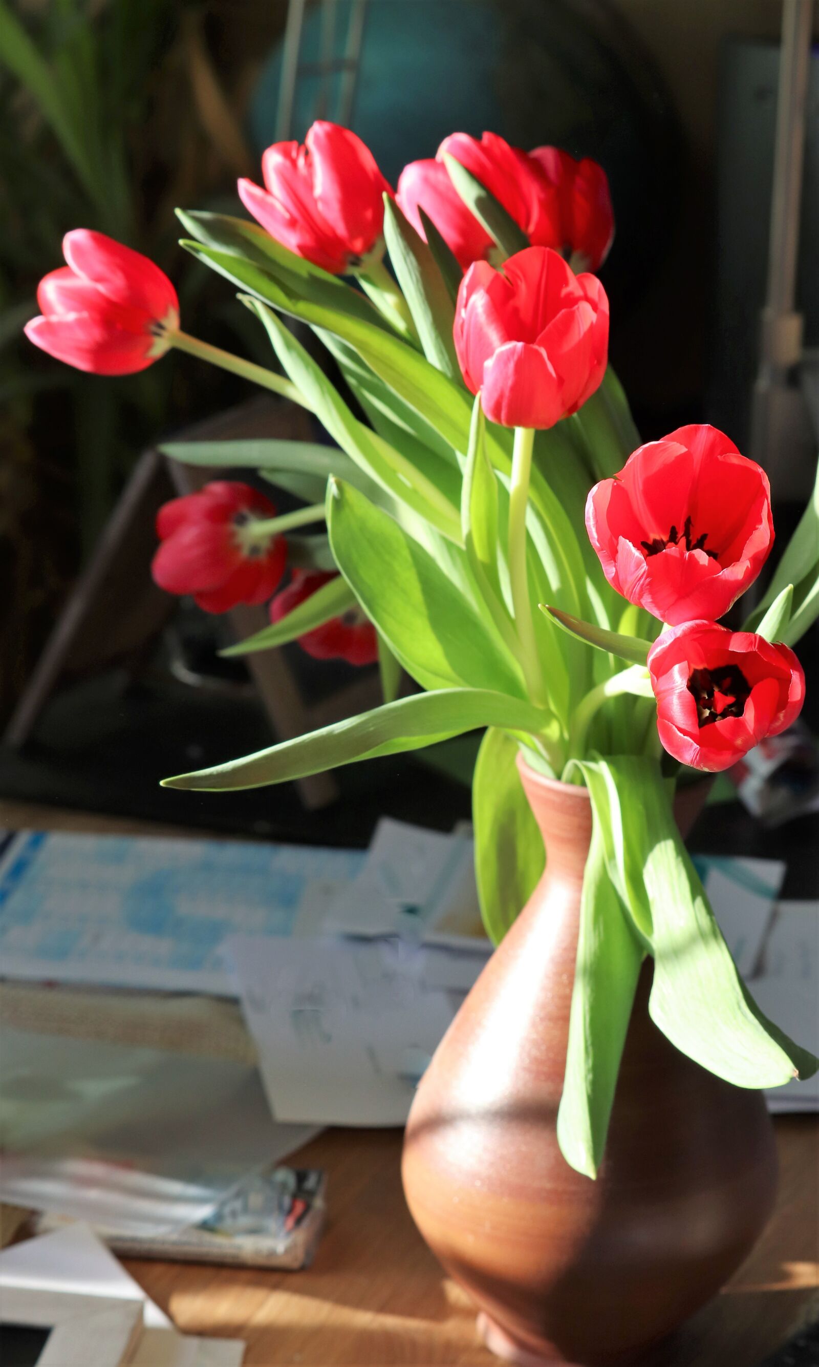 Canon EOS 200D (EOS Rebel SL2 / EOS Kiss X9) sample photo. Tulips, spring, sunshine photography