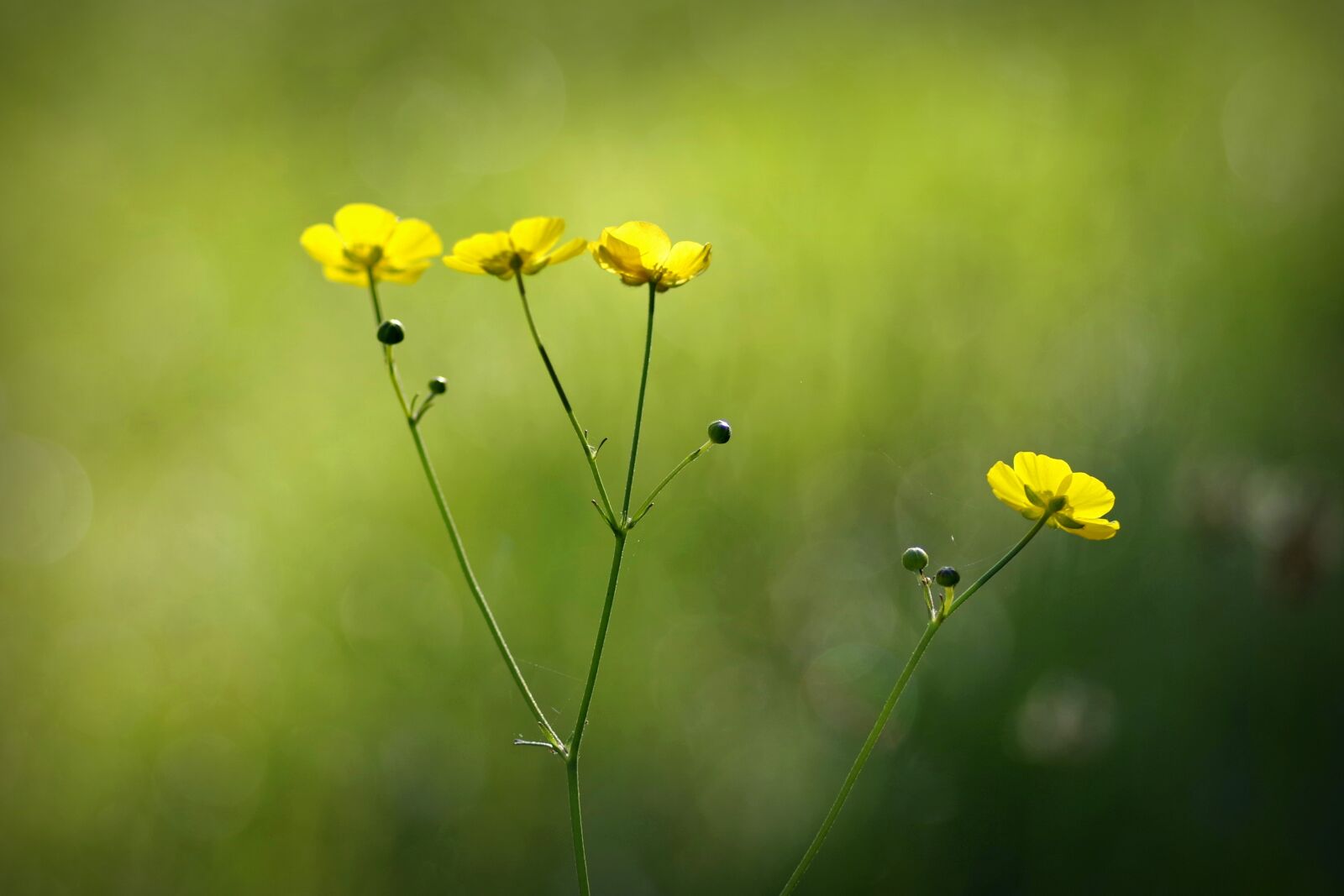Pentax K-S2 sample photo. Buttercup, flower, yellow photography