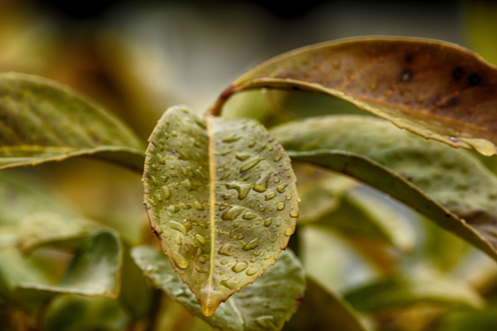 Canon EOS 7D Mark II + Canon EF 135mm F2L USM sample photo. Leaf, flora, nature photography