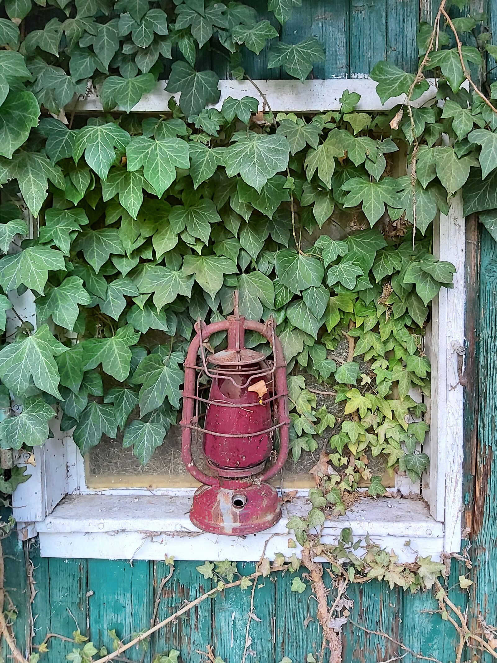 Samsung Galaxy A70 sample photo. Ivy, hedera helix, climber photography