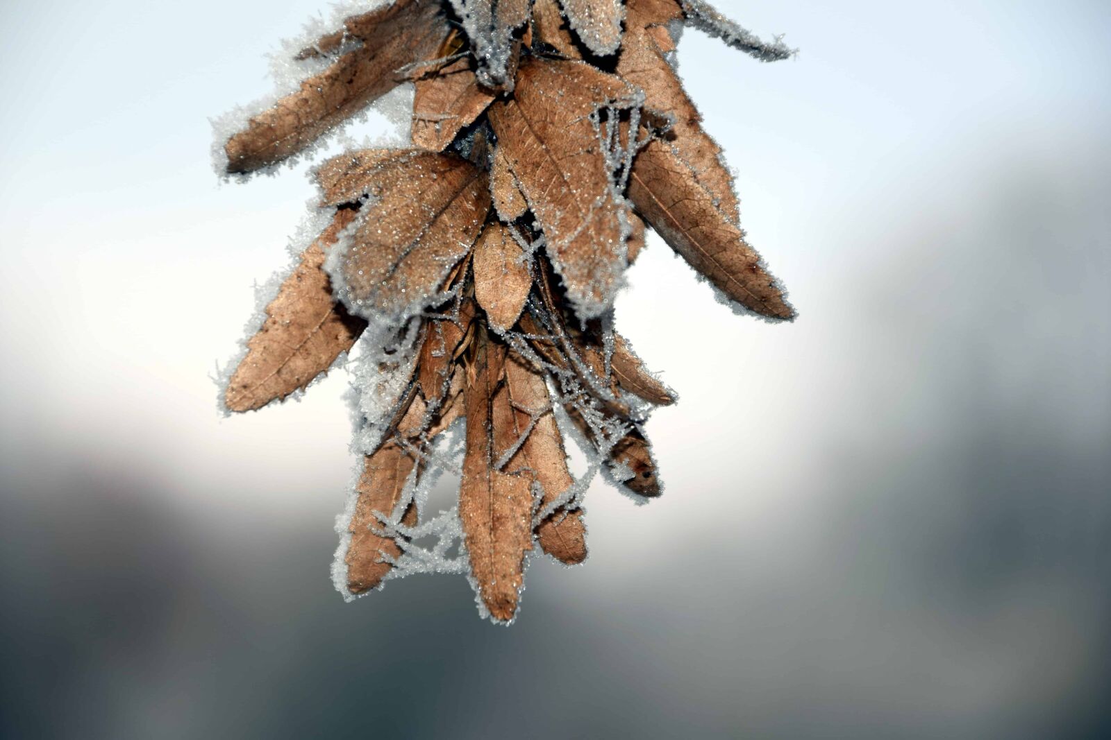 Nikon D3300 sample photo. Tree, winter, nature, cold photography