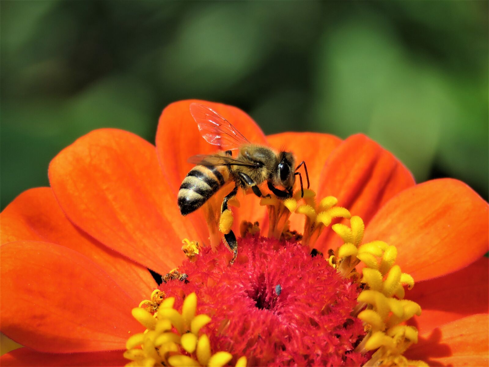 Canon PowerShot SX60 HS sample photo. Flower, bee, flora photography