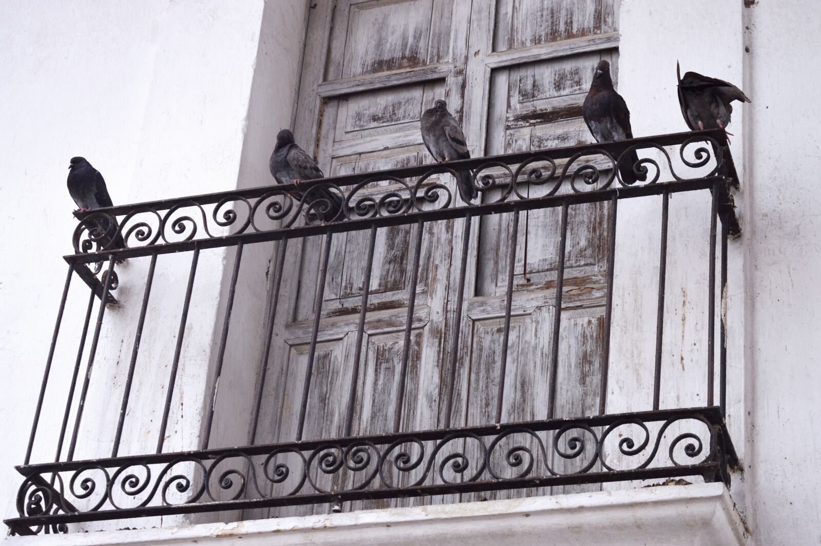 Nikon D3200 sample photo. Animal, ave, balcony photography