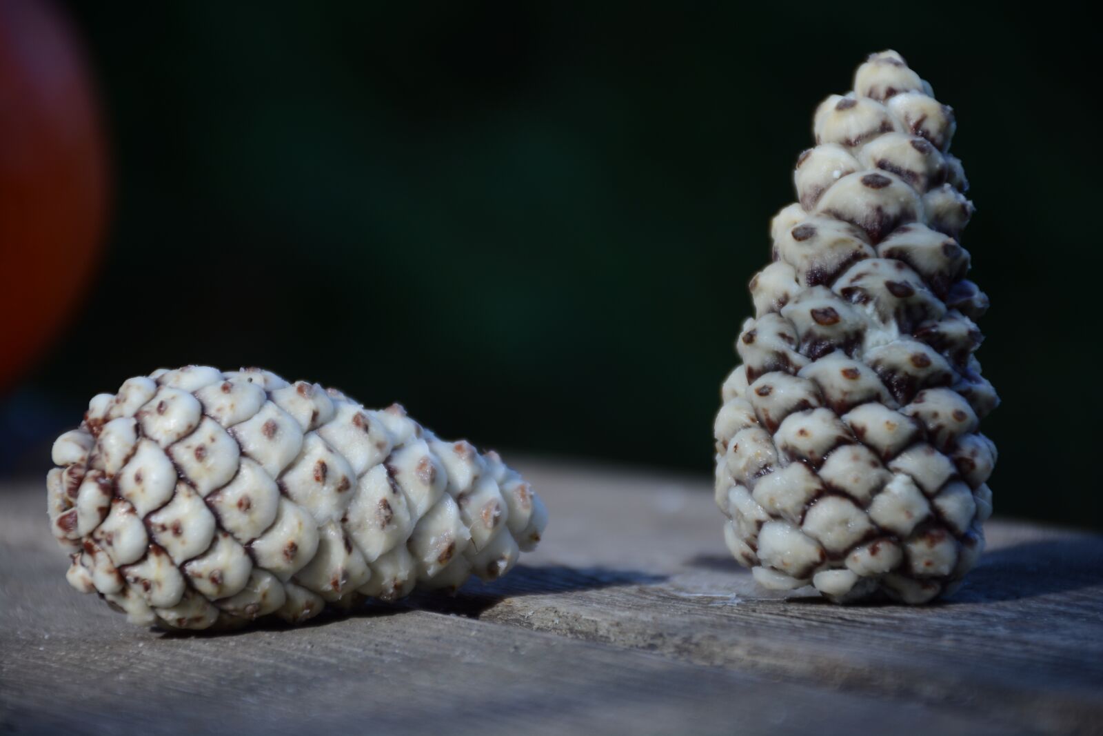 Nikon D7100 sample photo. Cone, white, christmas photography