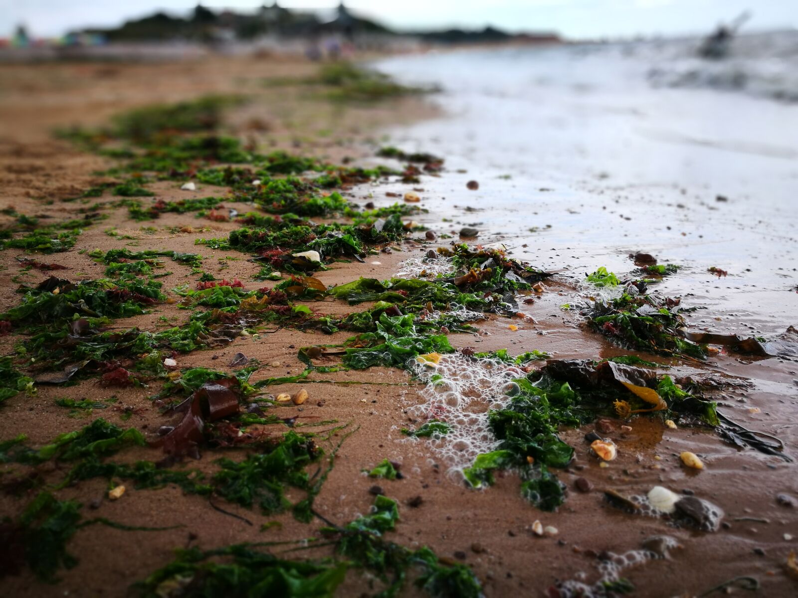 HUAWEI P9 sample photo. Beach, sand, seaweed, tide photography