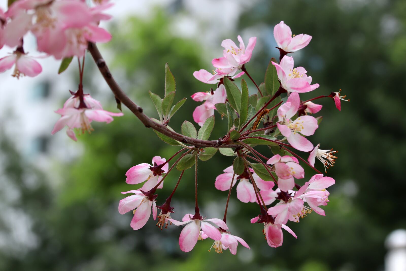 Canon EOS 800D (EOS Rebel T7i / EOS Kiss X9i) sample photo. Spring, spring flowers, nature photography