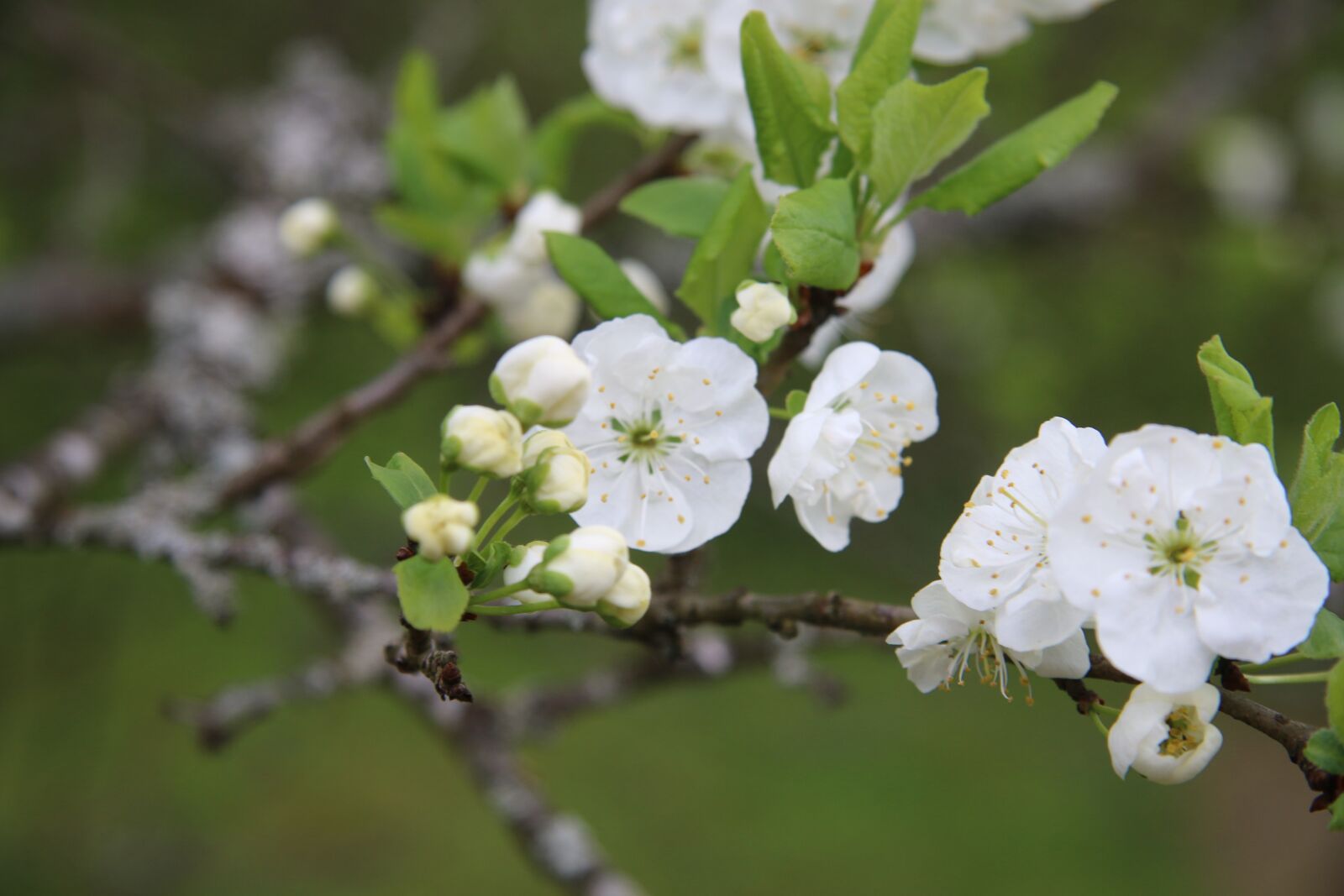 Canon EF-S 17-85mm F4-5.6 IS USM sample photo. Apple blossom, tree, summer photography