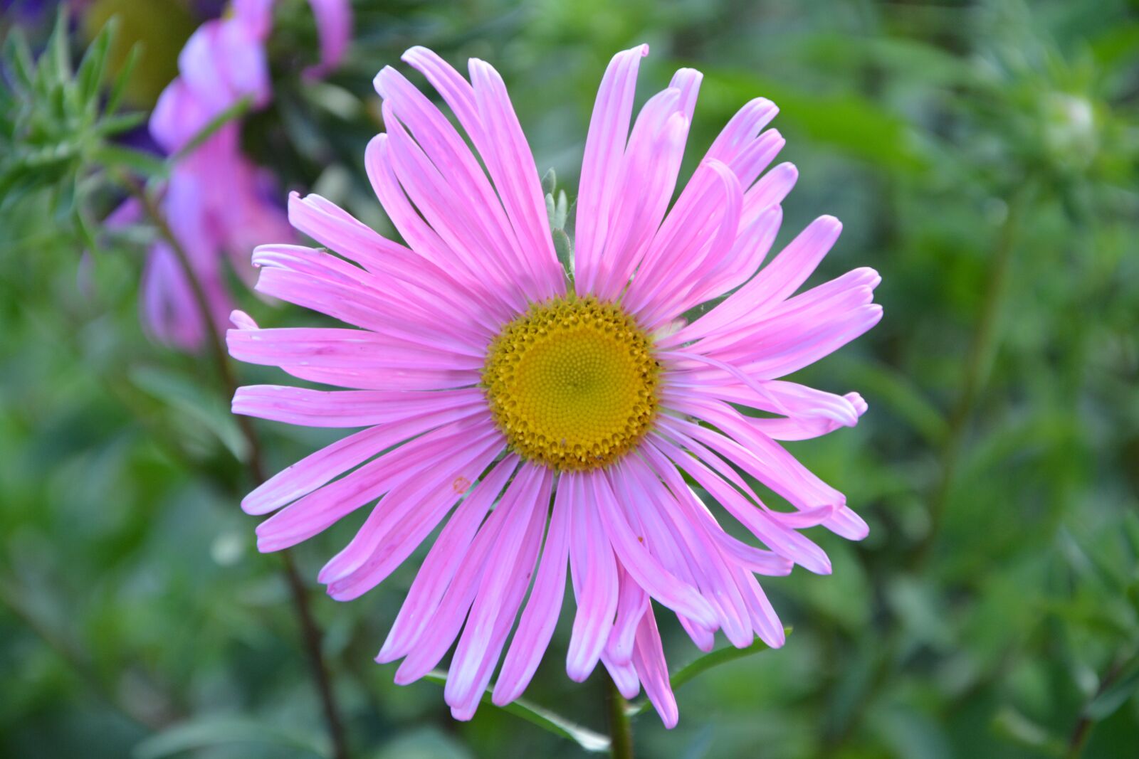 Nikon D5200 sample photo. Flower, petals, pink photography