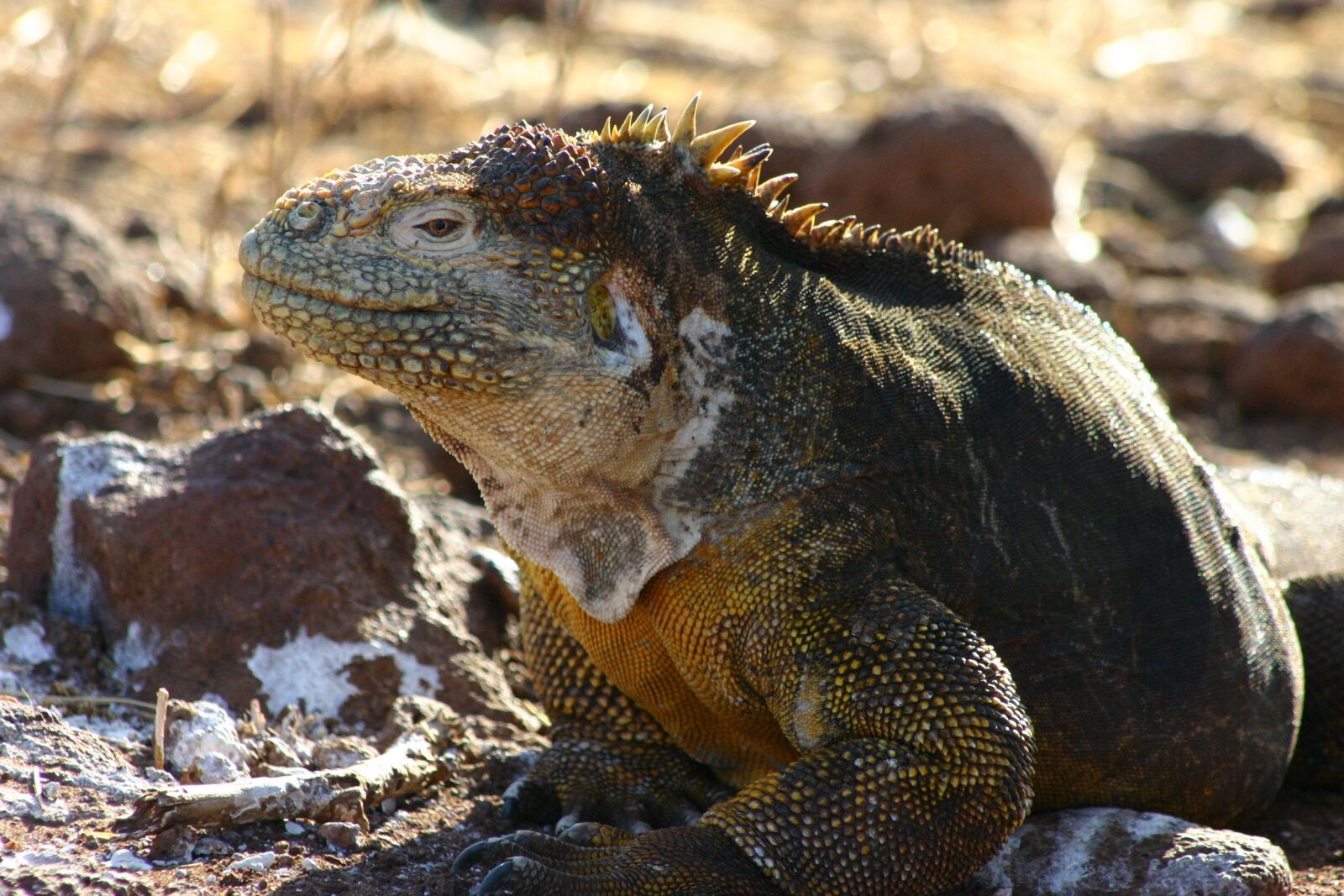 Canon EOS 300D (EOS Digital Rebel / EOS Kiss Digital) sample photo. Galapagos, animal, iguana photography