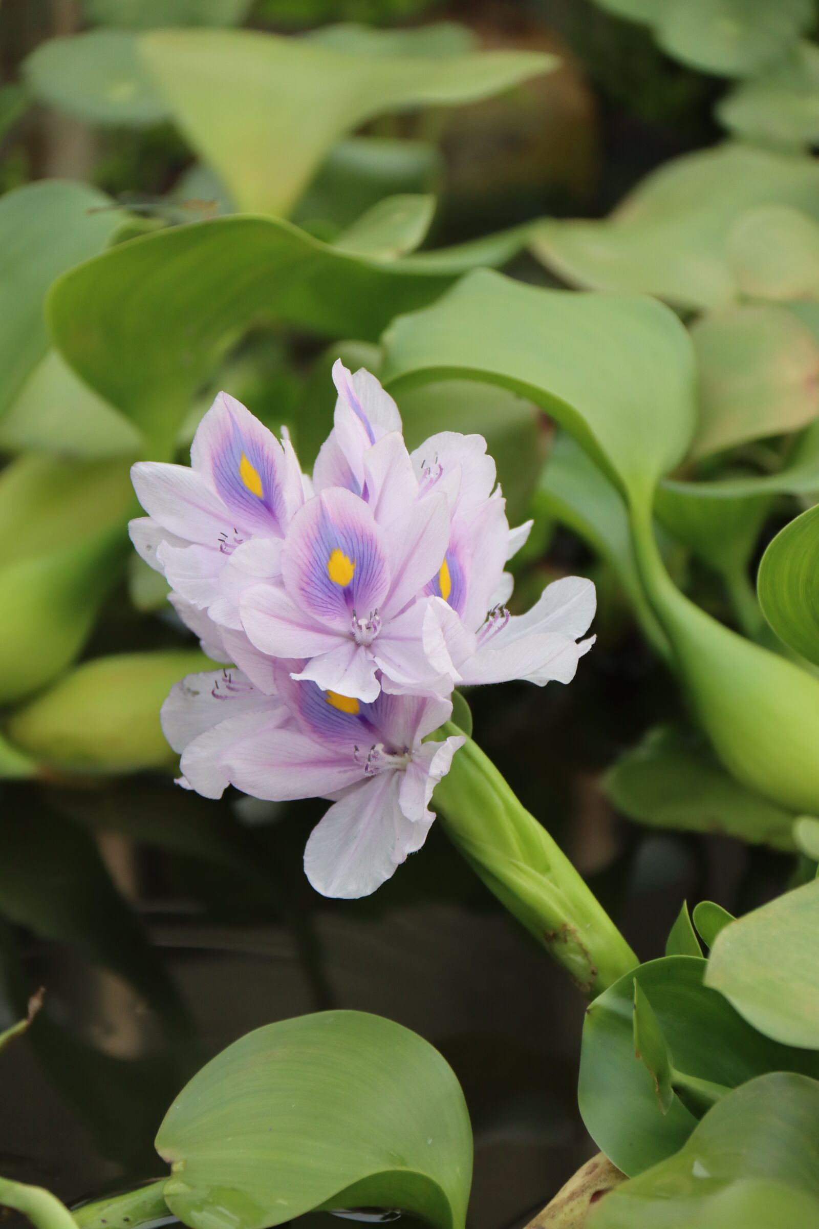 Canon EOS 90D sample photo. Flower, budailian, eichhornia blue photography