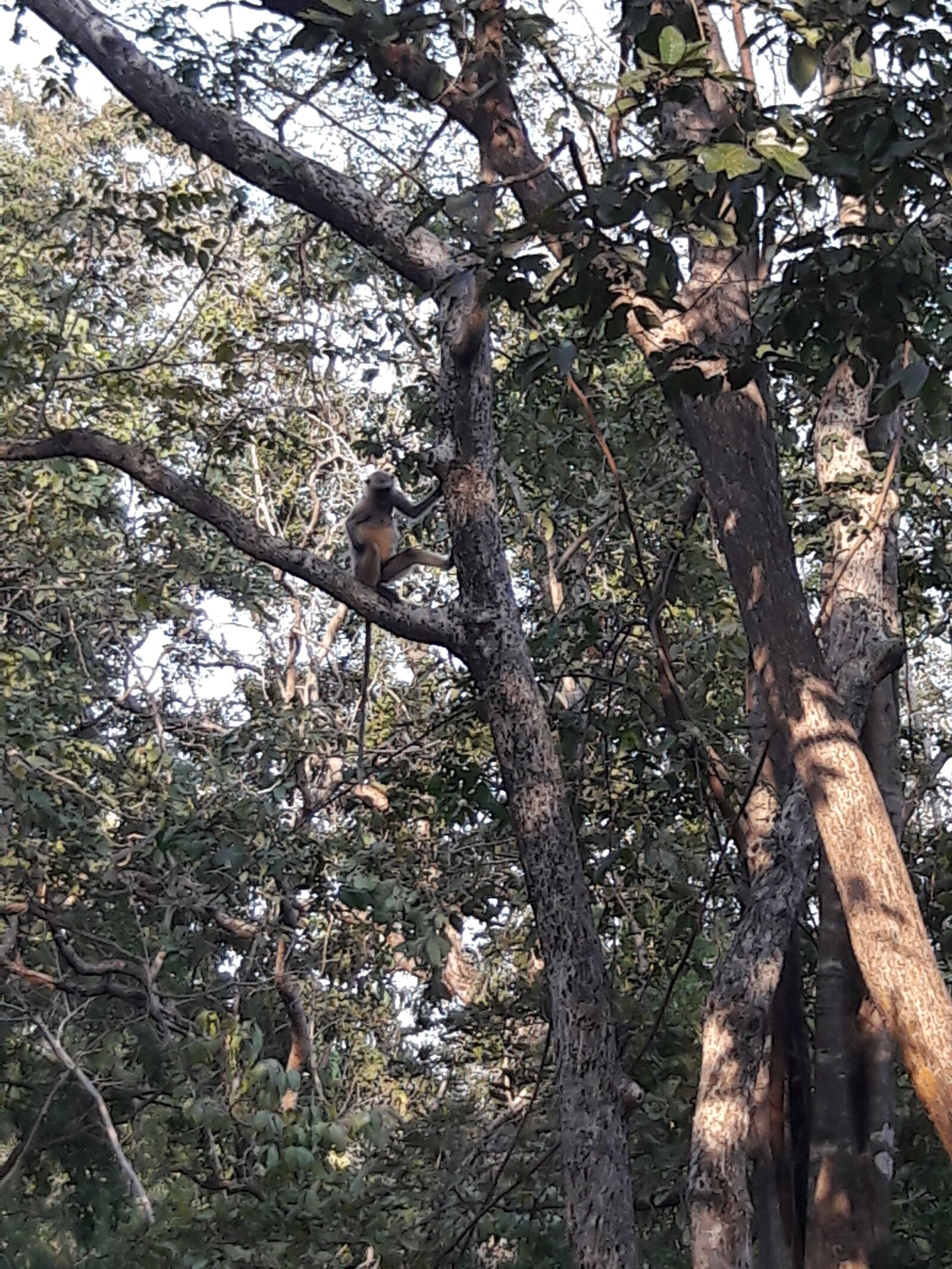 Samsung Galaxy J7 sample photo. Monky, in, jungle photography