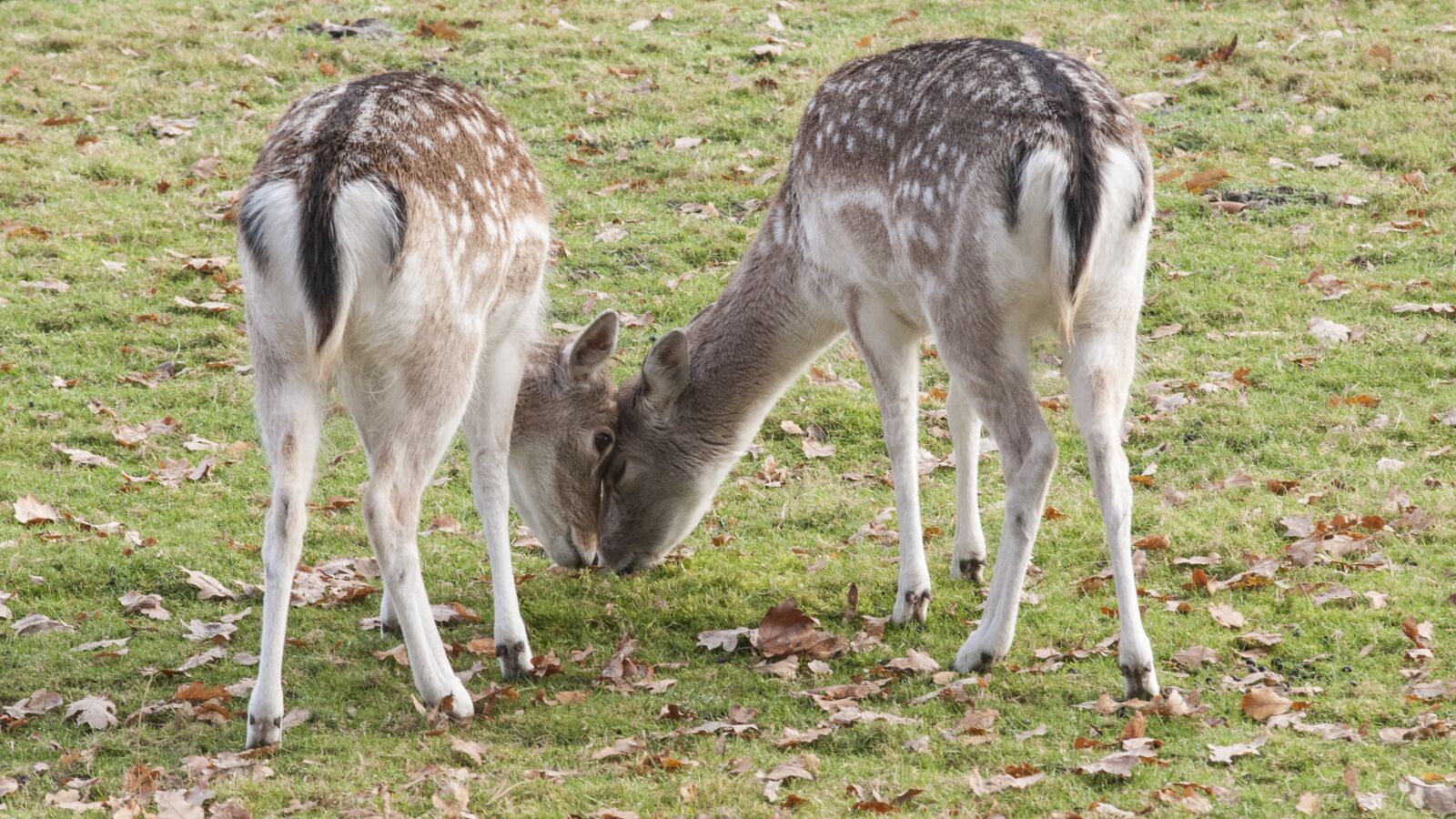 Nikon D300 sample photo. Petting, grass, nature photography