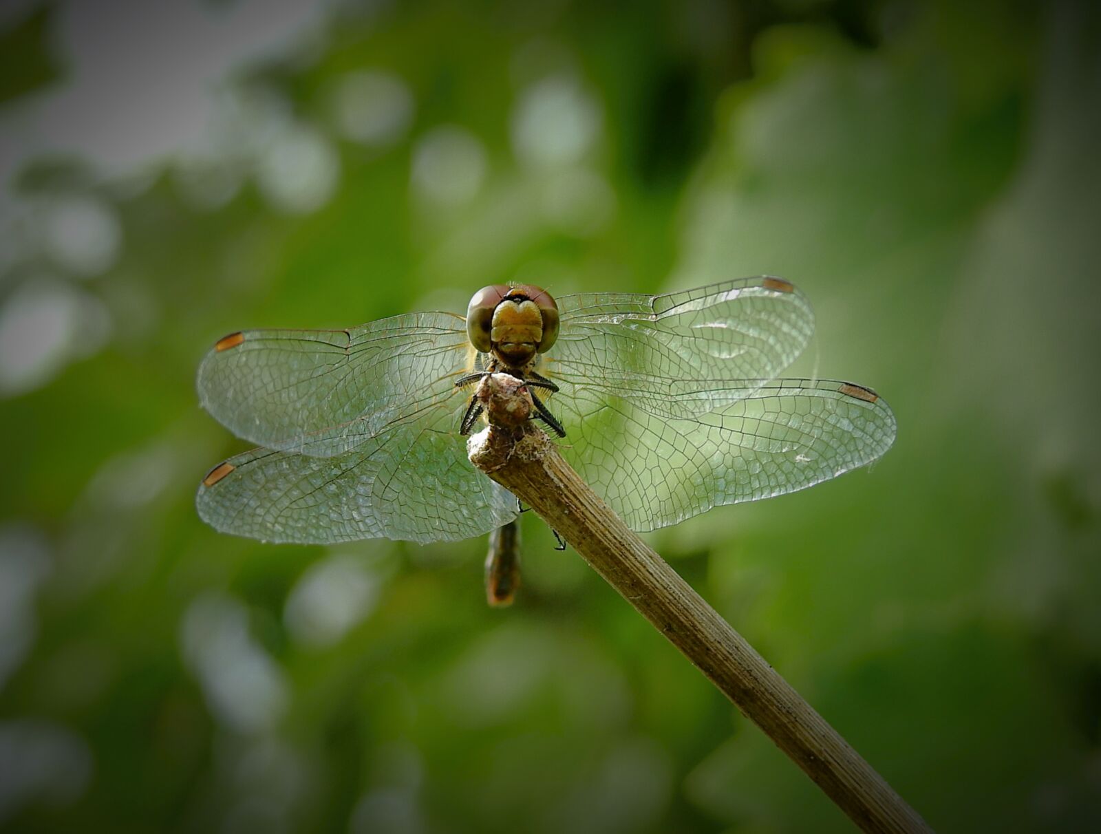 Nikon Coolpix P900 sample photo. Ważka, insect, nature photography
