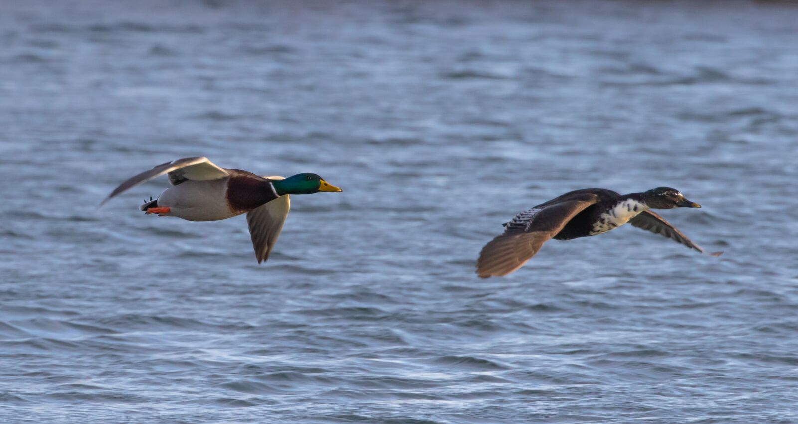 Canon EOS 7D Mark II sample photo. Teal, flying teal, teal photography