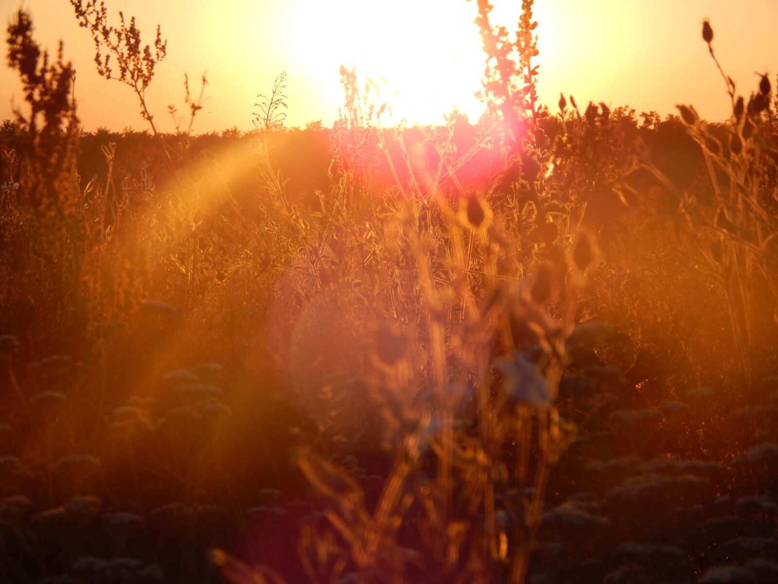 Nikon Coolpix L820 sample photo. Field, summer, sunset photography