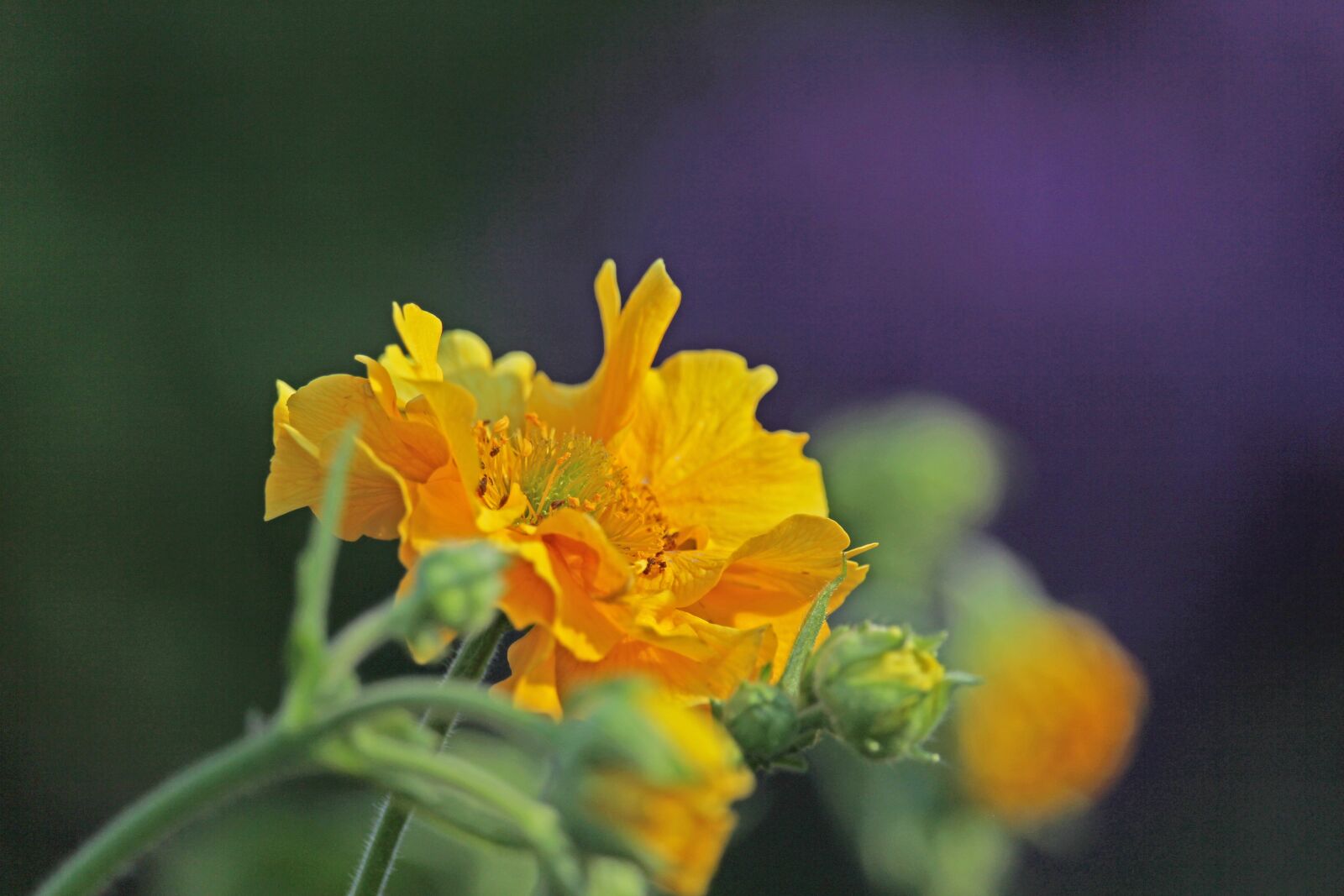 Canon EF-S 55-250mm F4-5.6 IS STM sample photo. Avens, garden, blossom photography