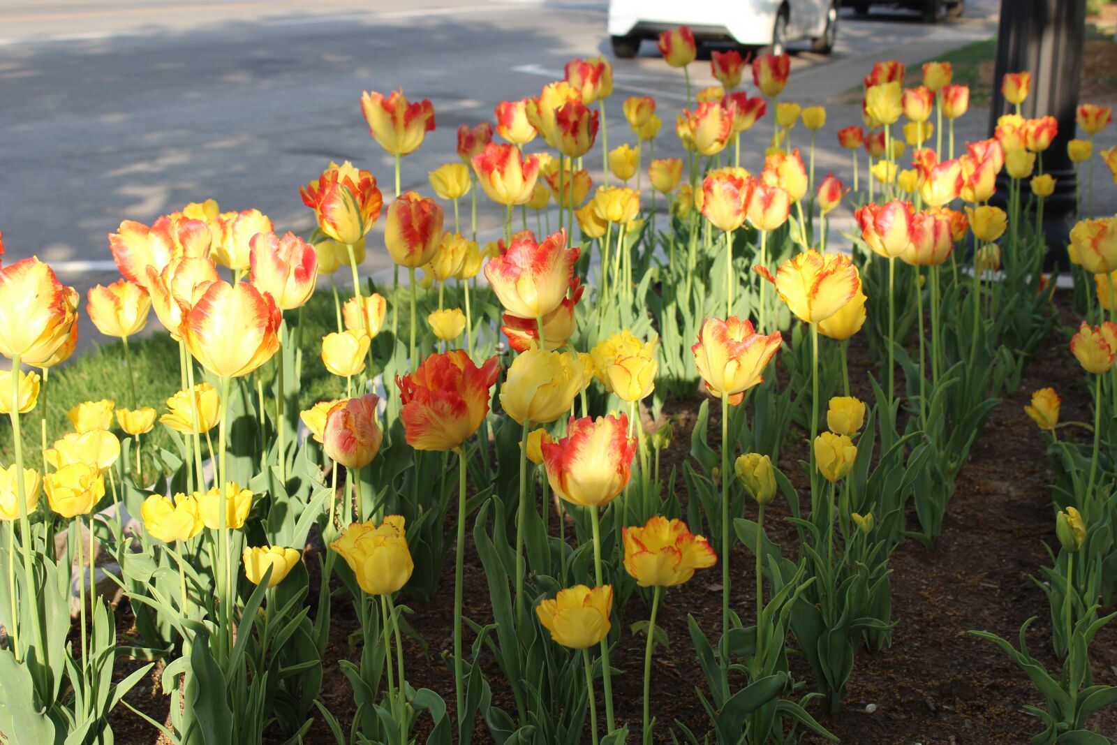 Canon EOS 1300D (EOS Rebel T6 / EOS Kiss X80) sample photo. Tulip, flower, gard photography