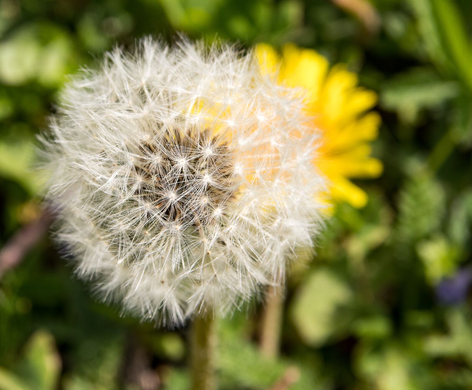 Canon EOS 80D sample photo. Dandelion, pointed flower photography