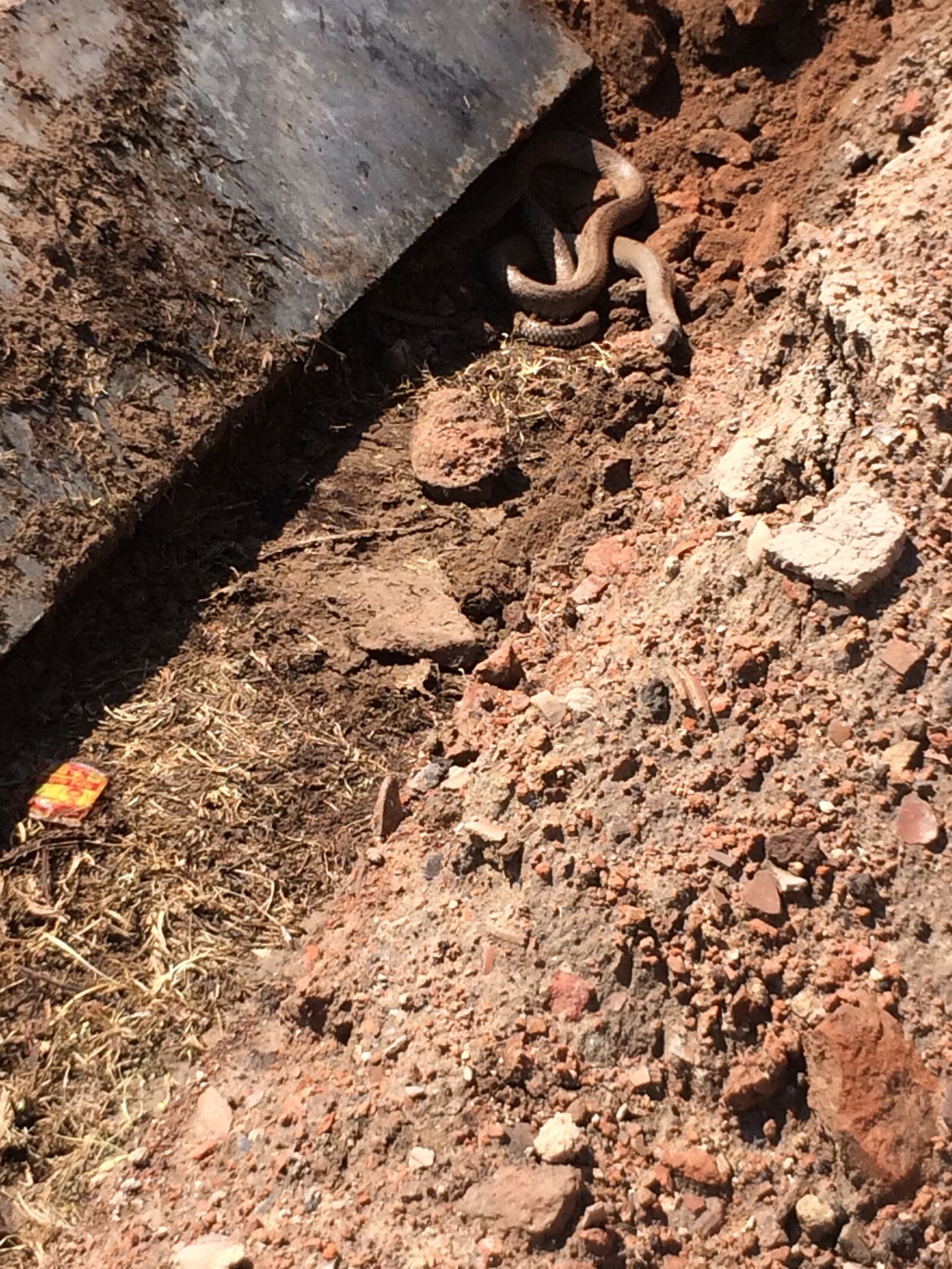 iPhone 5s back camera 4.15mm f/2.2 sample photo. Snake, unknown, india photography