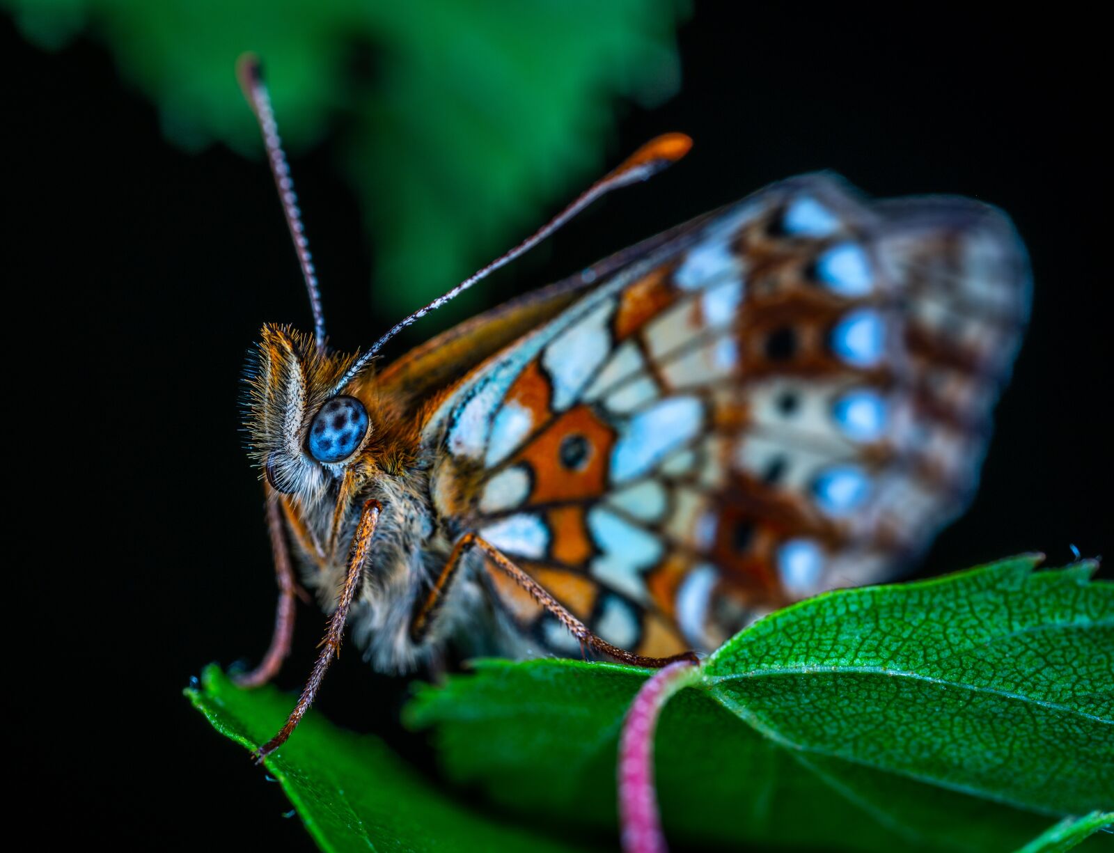 Sony a7R II sample photo. Macro, insect, bespozvonochnoe photography