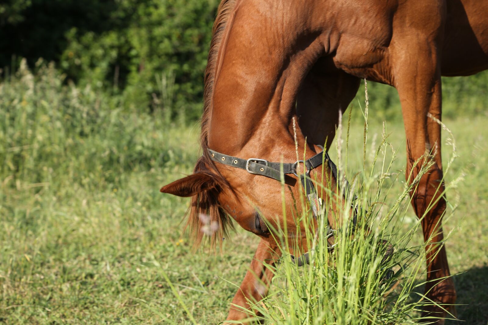 Canon EF 24-105mm F4L IS USM sample photo. Horse, head, nature photography