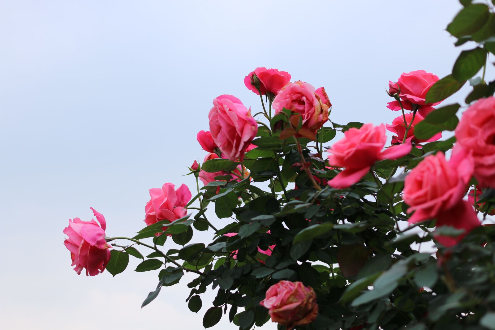 Canon EOS 70D + Canon EF 40mm F2.8 STM sample photo. Rose, the association of photography