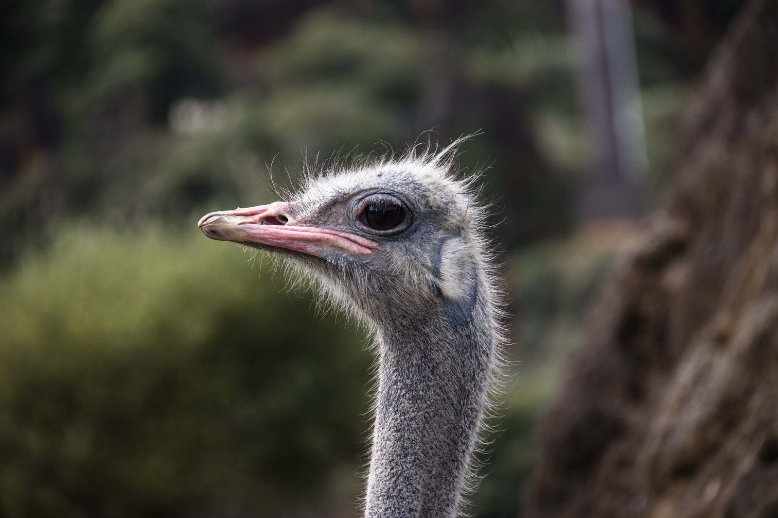 Canon EOS 80D + Canon EF-S 18-200mm F3.5-5.6 IS sample photo. Ostrich, portrait, animal photography