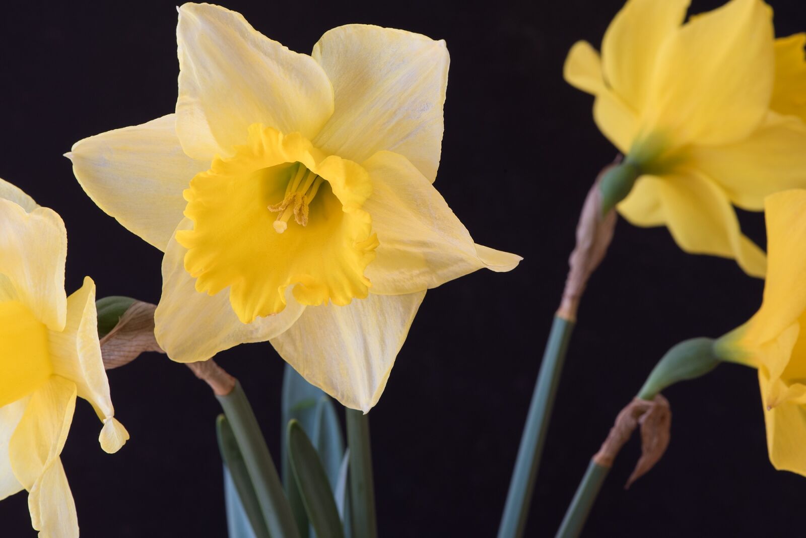 Nikon D750 sample photo. Narcissus, yellow, narcissus pseudonarcissus photography