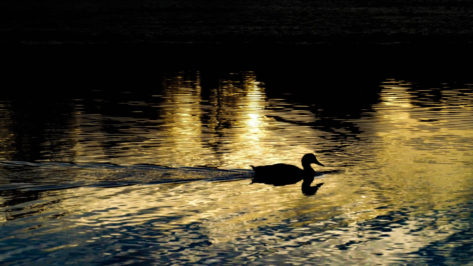 Panasonic Lumix DMC-FZ1000 sample photo. Pond, water, animal photography