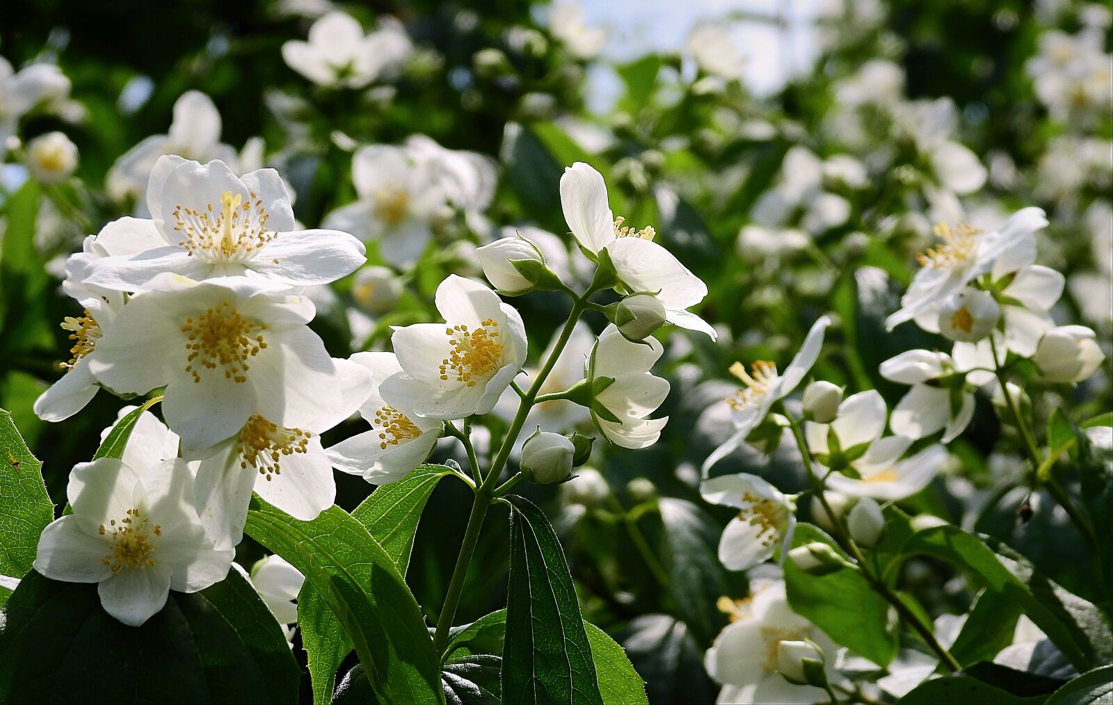 Nikon Coolpix P900 sample photo. Flowers, flowering, spring photography