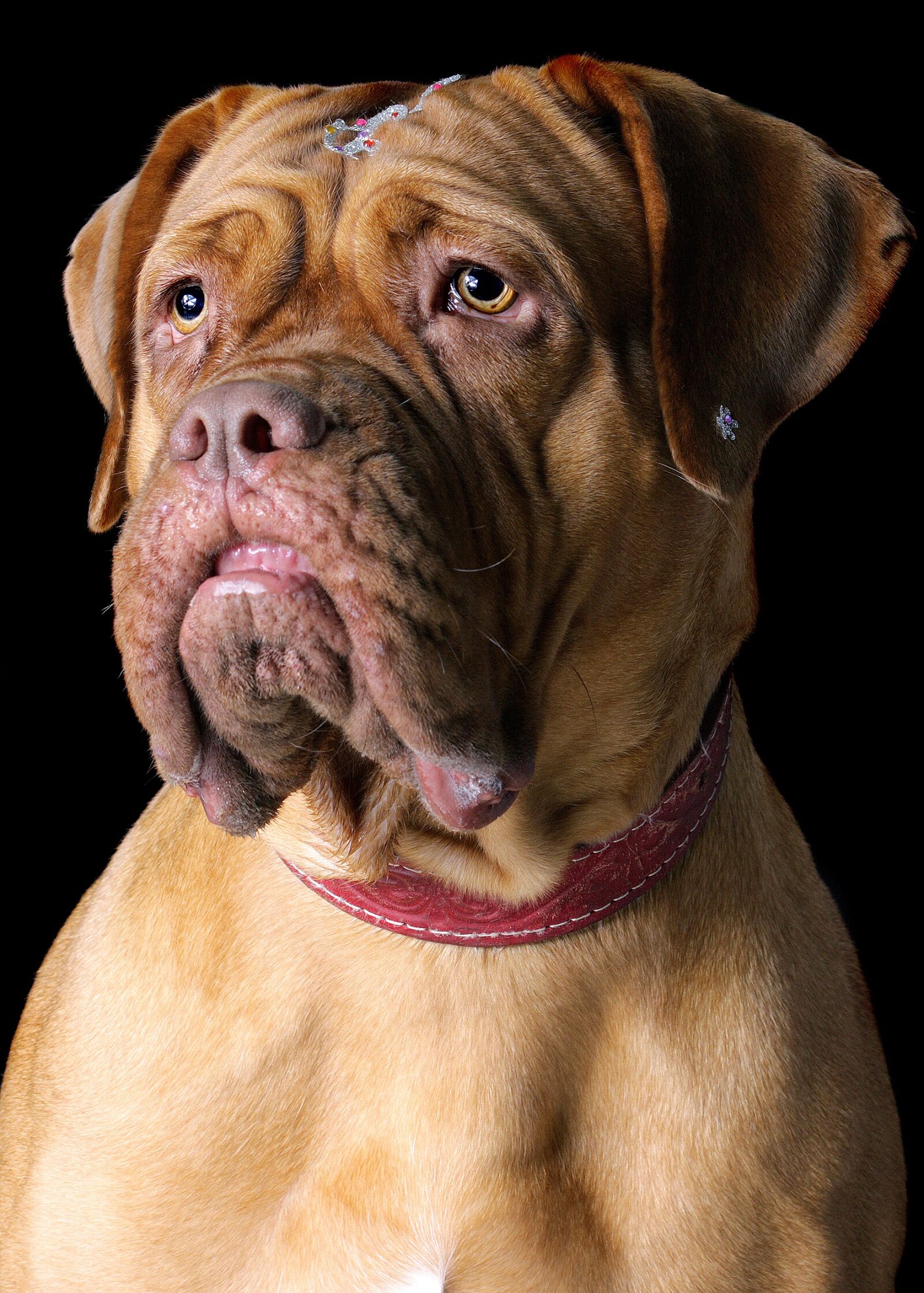 Canon EOS 40D sample photo. Dog, pet, cute photography