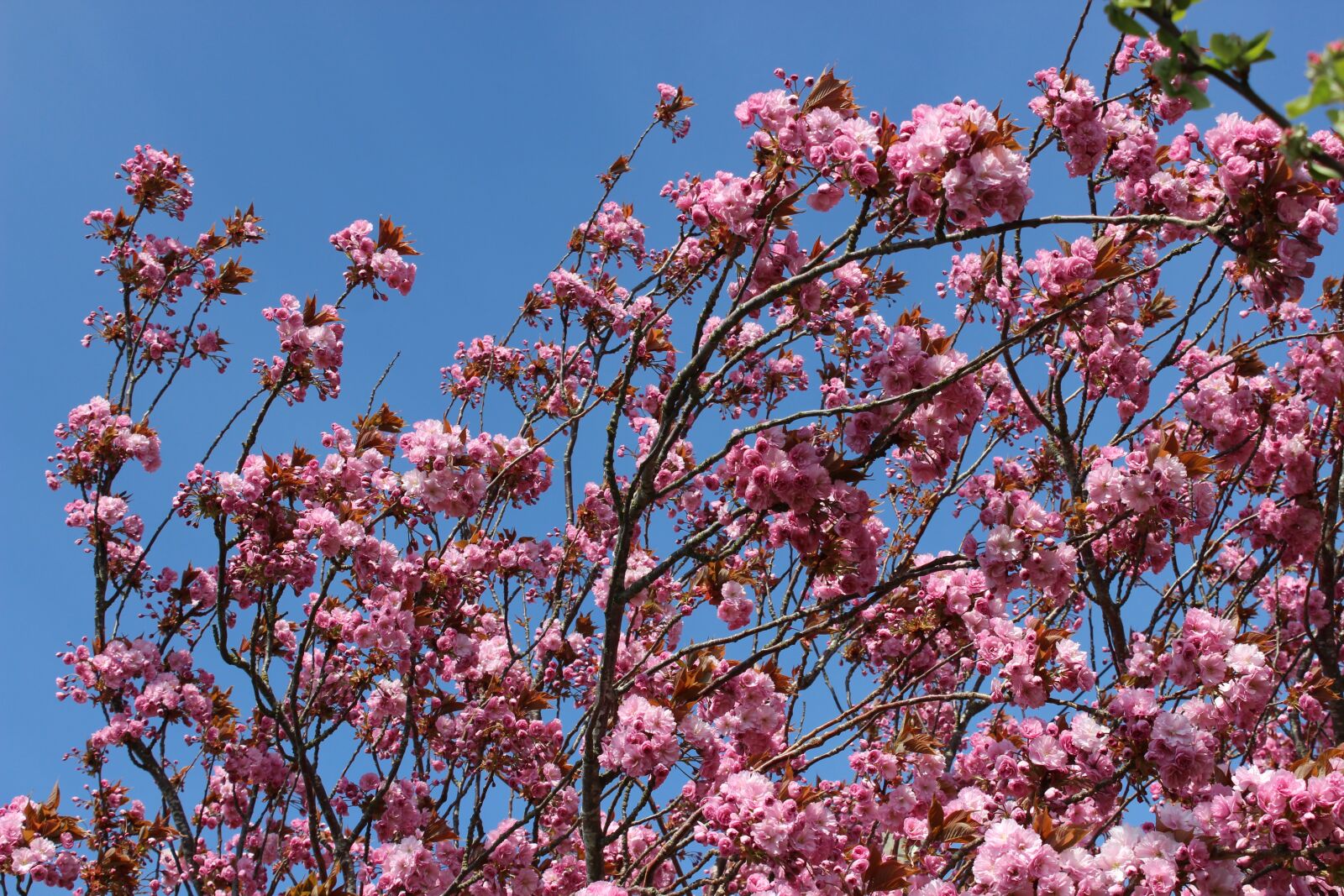 Canon EOS 600D (Rebel EOS T3i / EOS Kiss X5) sample photo. Cherry blossom, japanese, pink photography
