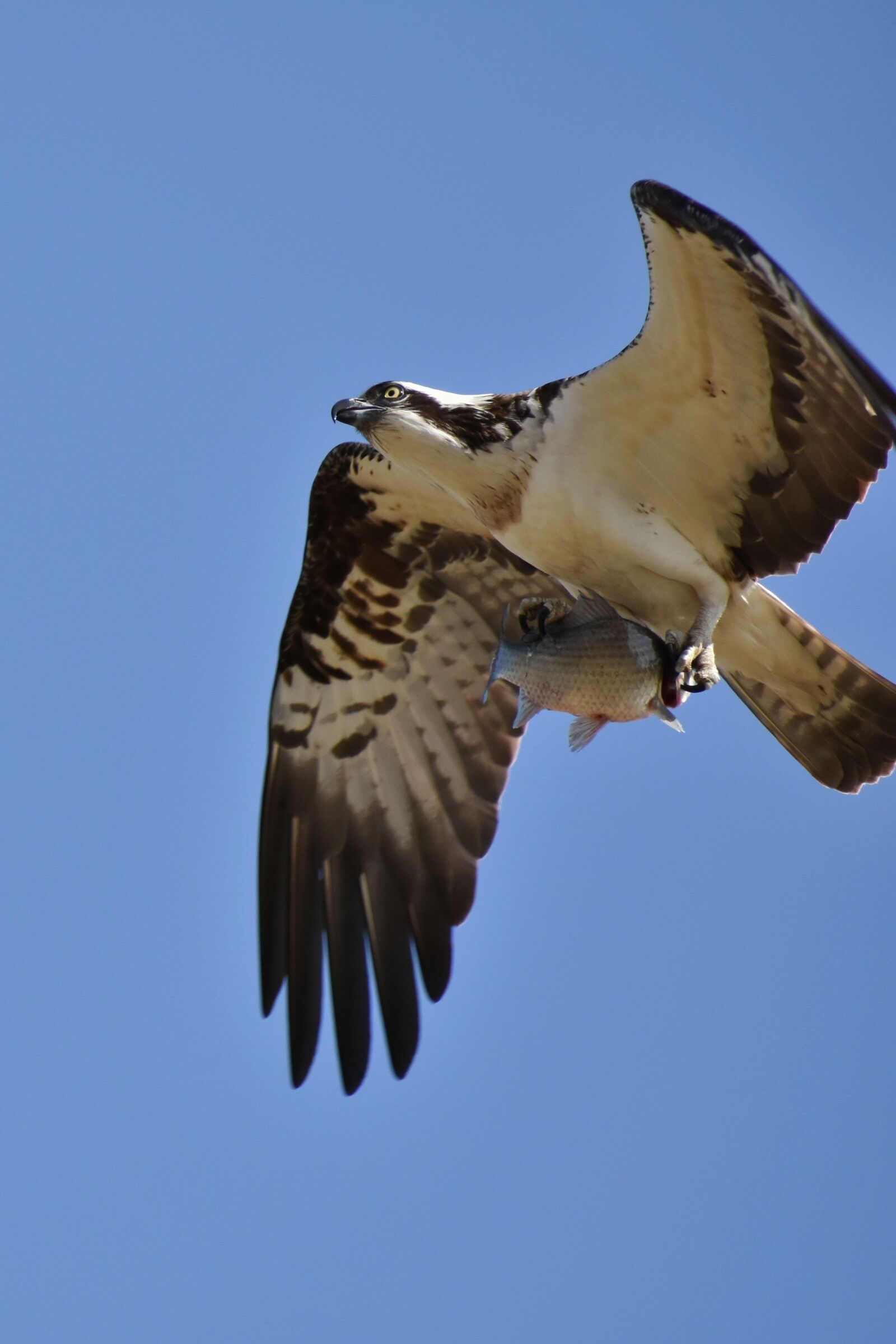 Nikon D7200 sample photo. Animal, sky, bird photography