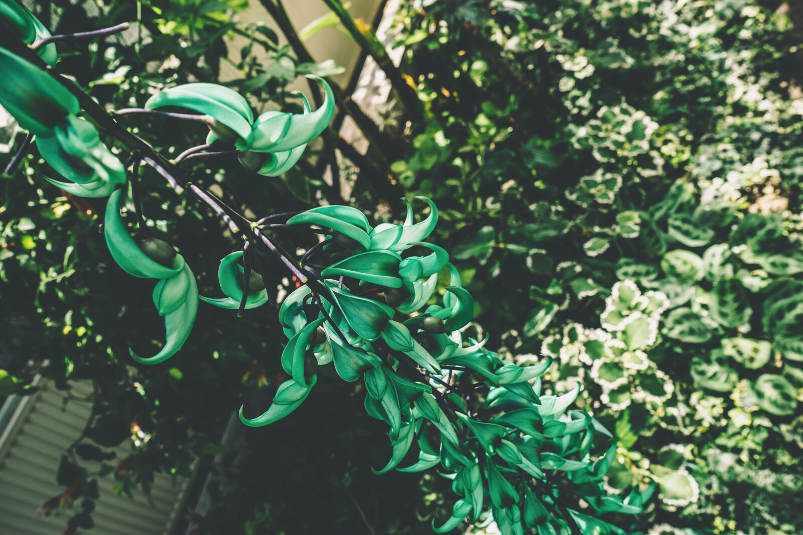 Sony a7 II + Sony FE 28-70mm F3.5-5.6 OSS sample photo. Blur, botanical, branches, close photography