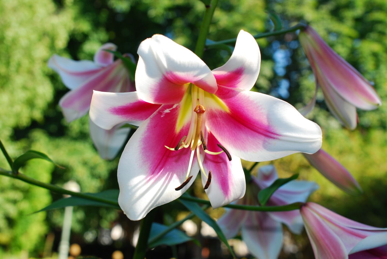 Nikon D60 sample photo. Flower, lily, natural photography