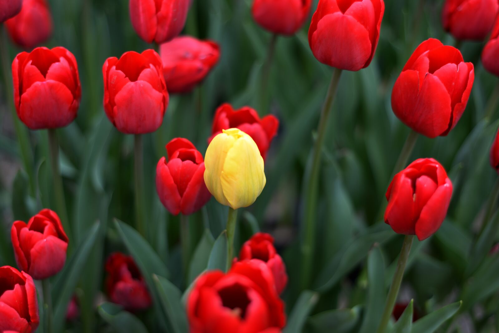 Nikon D610 sample photo. Plant, flower, tulip photography