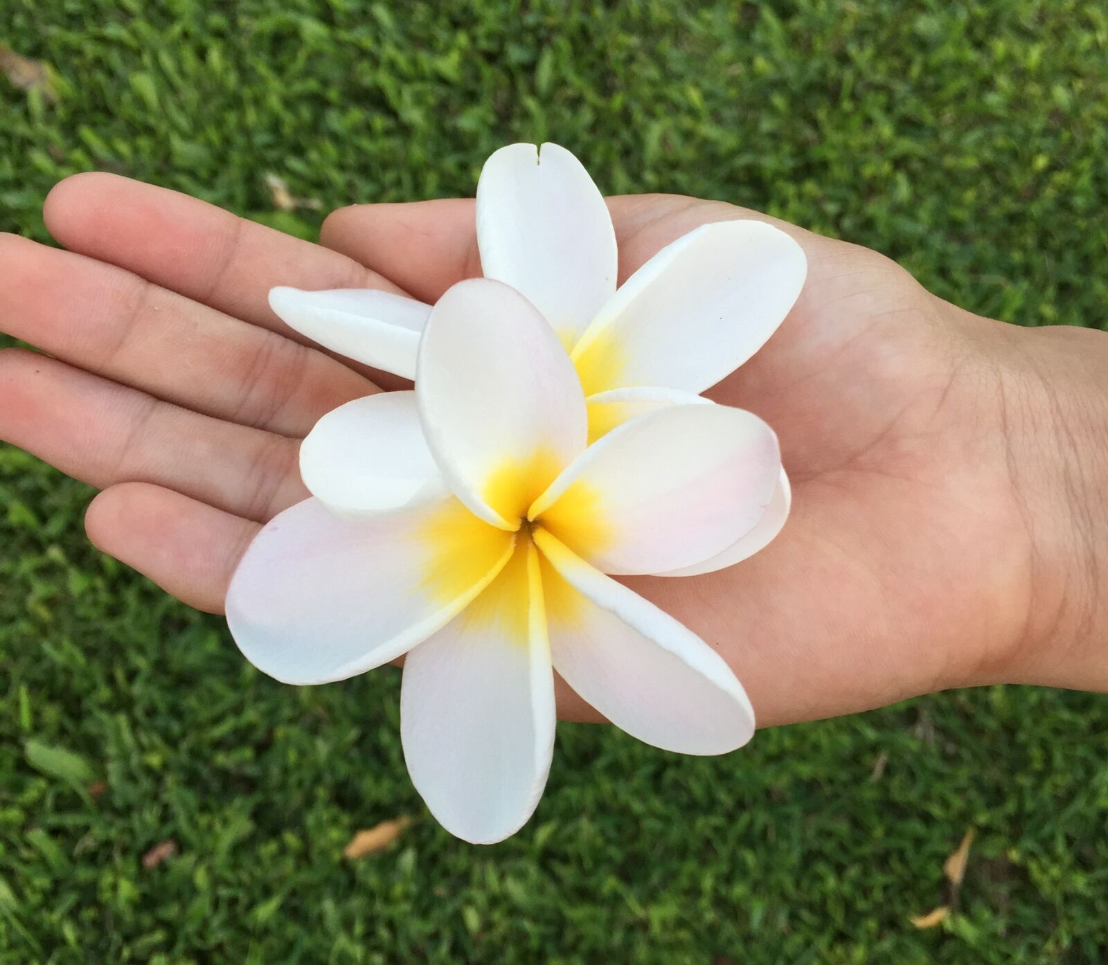 Apple iPhone 6 sample photo