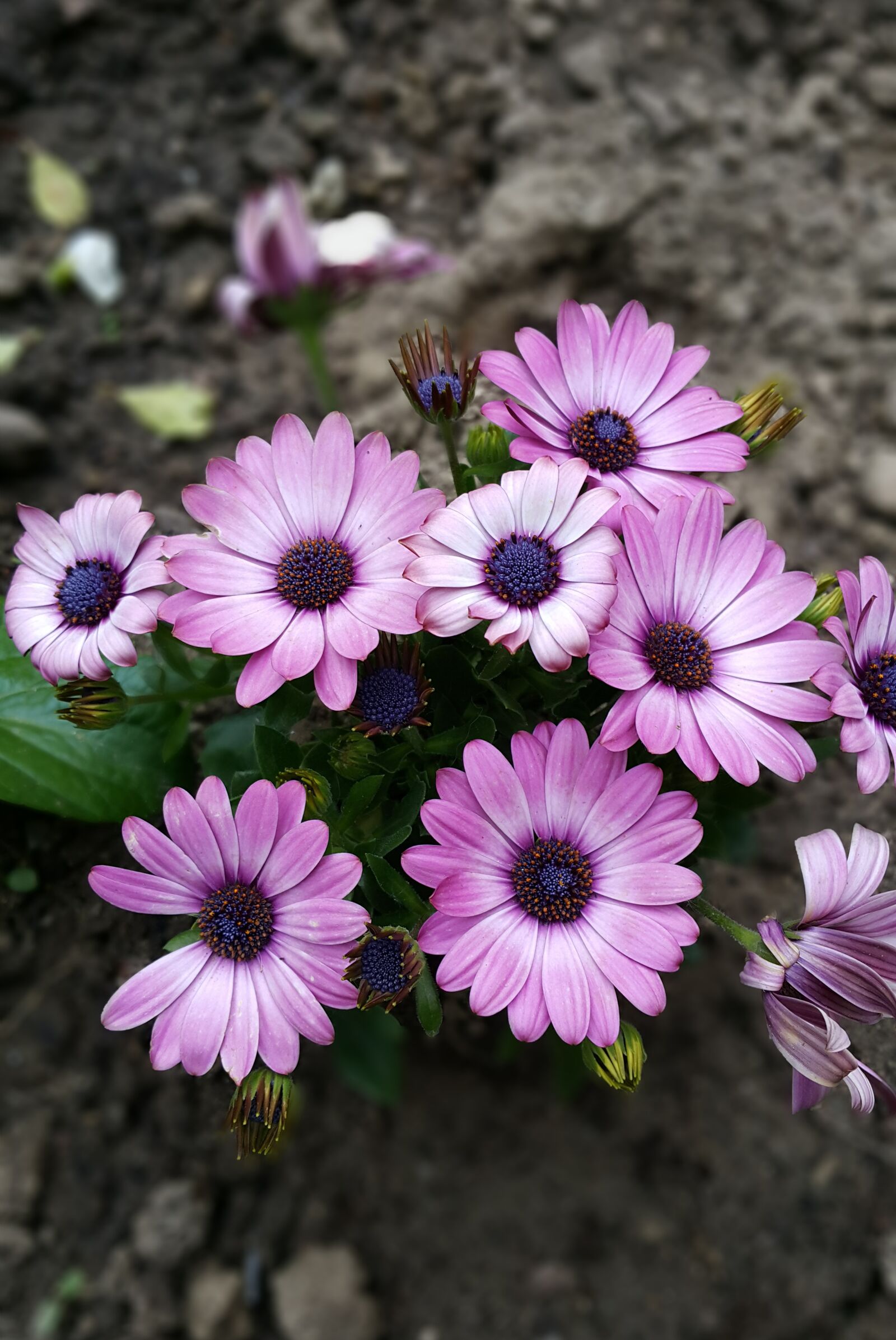 Samsung Galaxy Note4 sample photo. Flowers, daisy, african photography