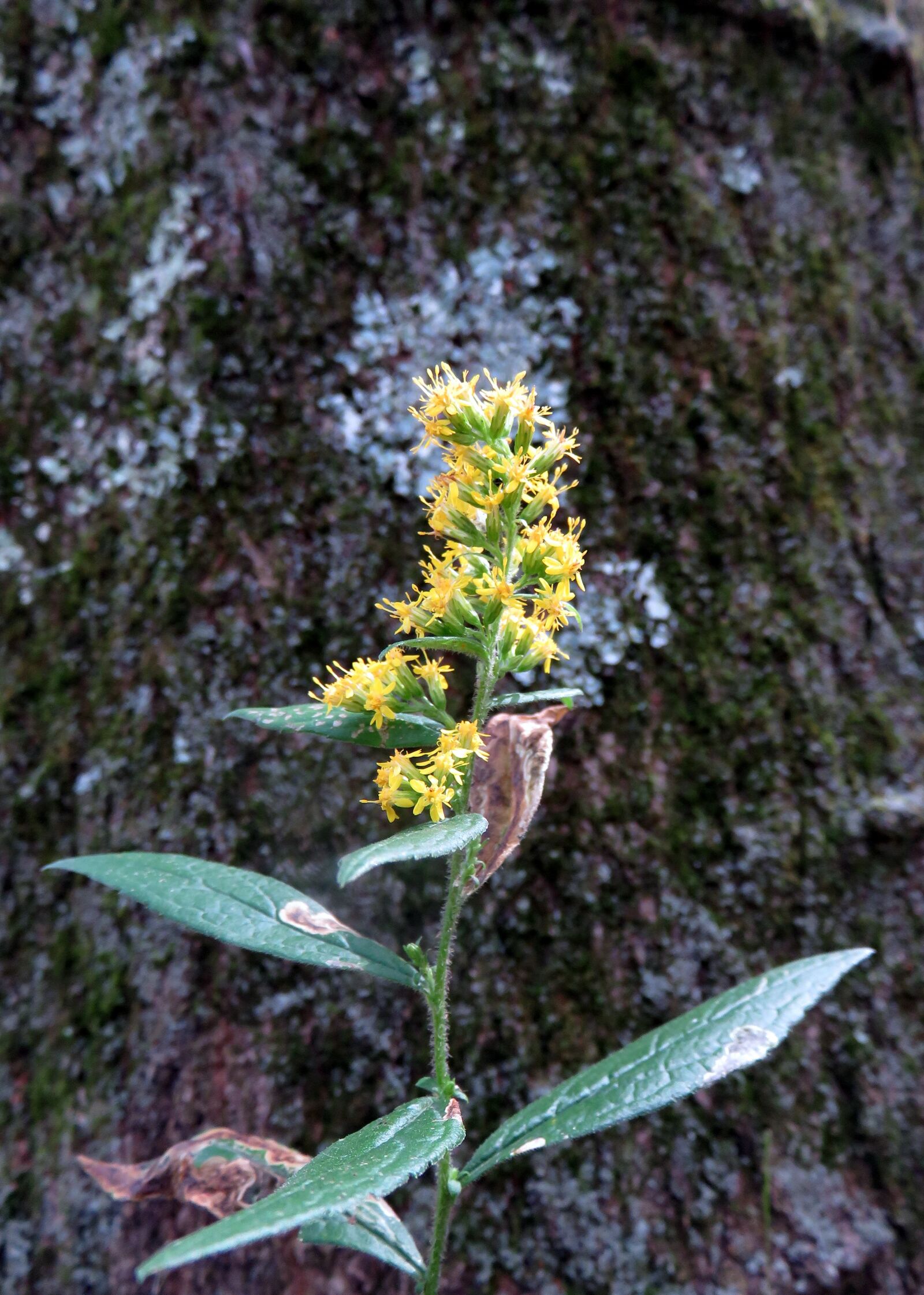 Canon PowerShot SX710 HS sample photo. Yellow, flower, bark photography