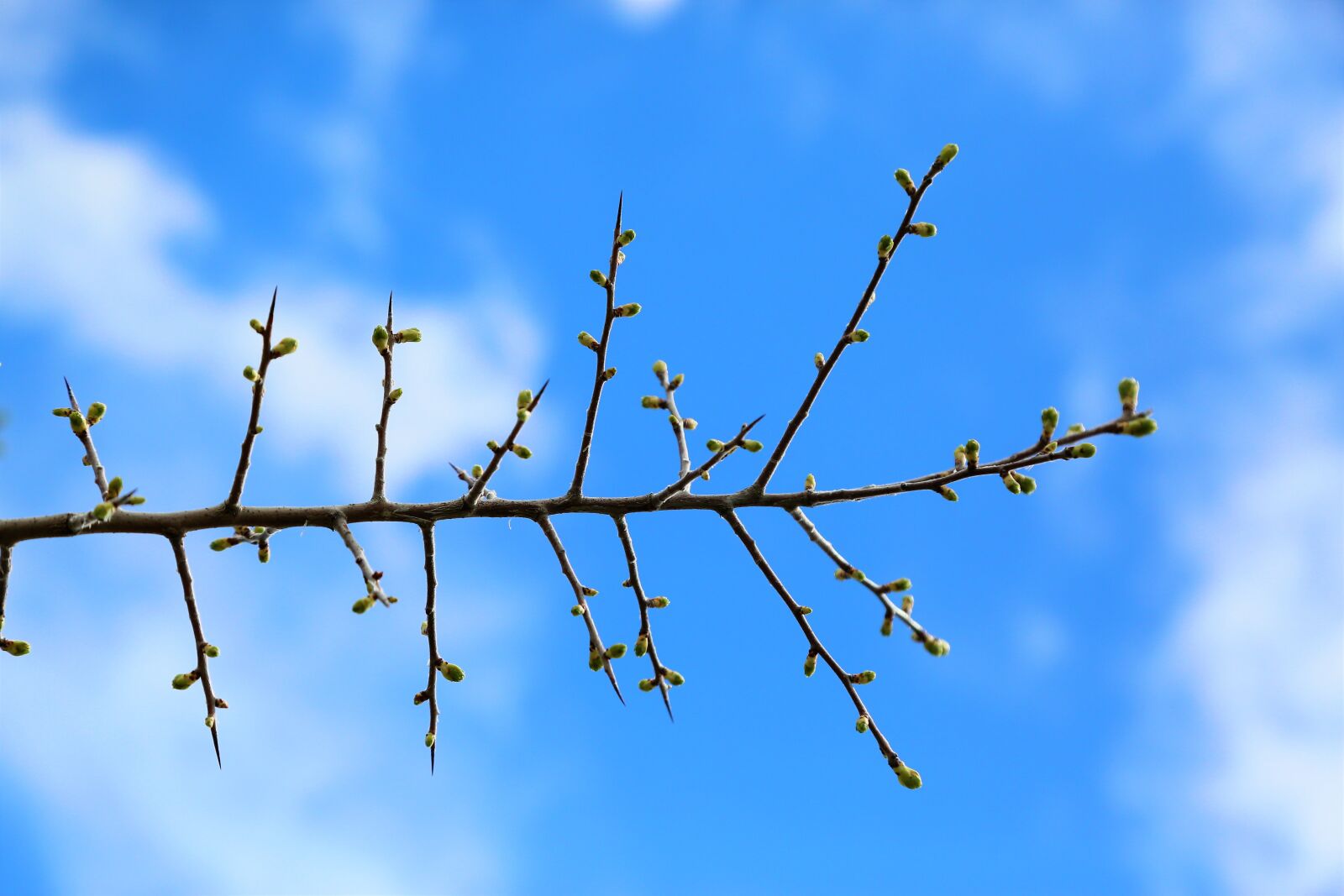 Canon EOS 5D Mark III sample photo. Branch, bud, tree photography