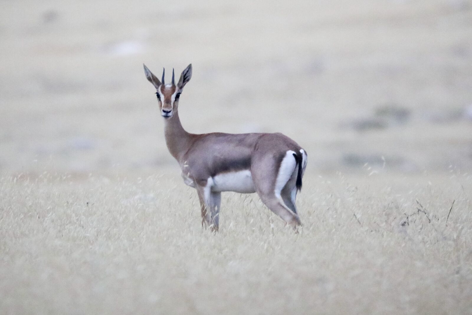 Canon EOS 5D Mark IV sample photo. Antelope, animals, safari photography