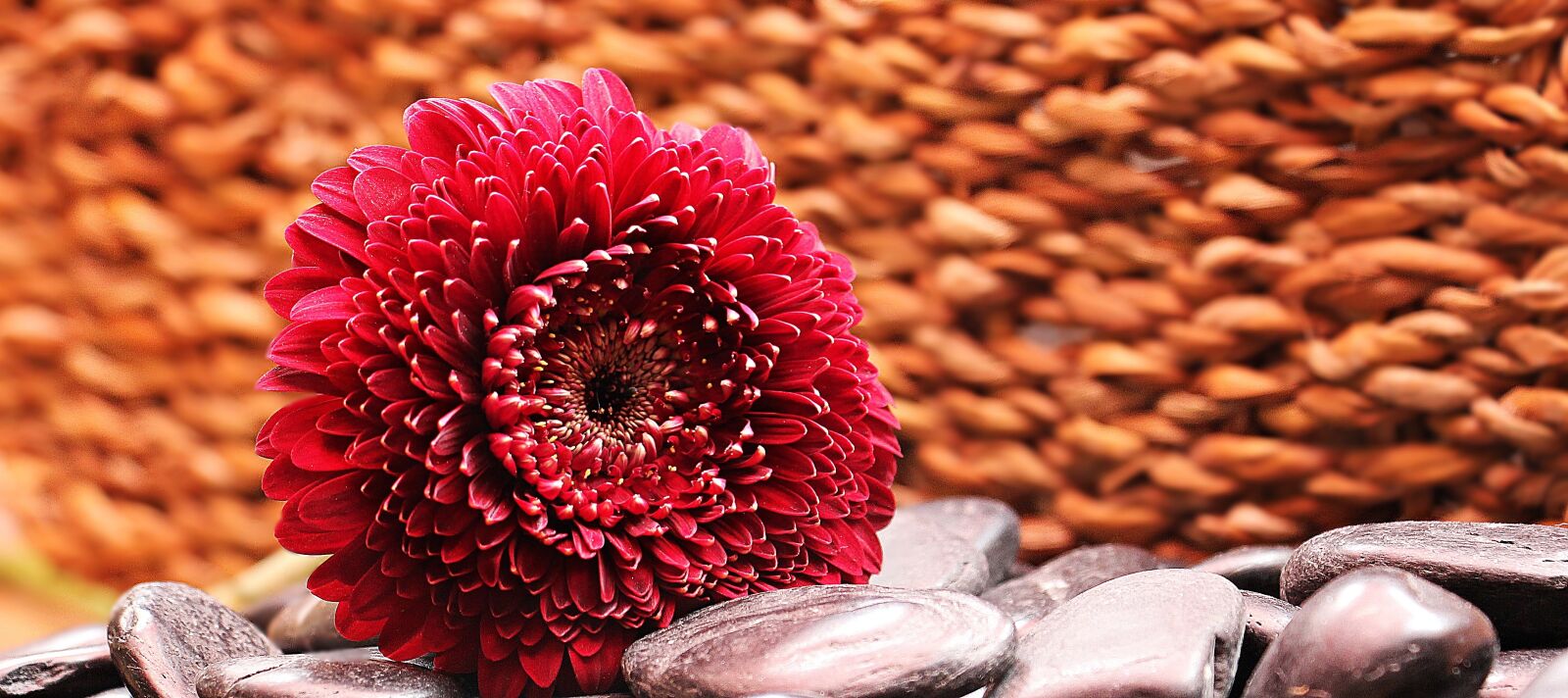 Canon EOS 550D (EOS Rebel T2i / EOS Kiss X4) sample photo. Gerbera, flower, blossom photography