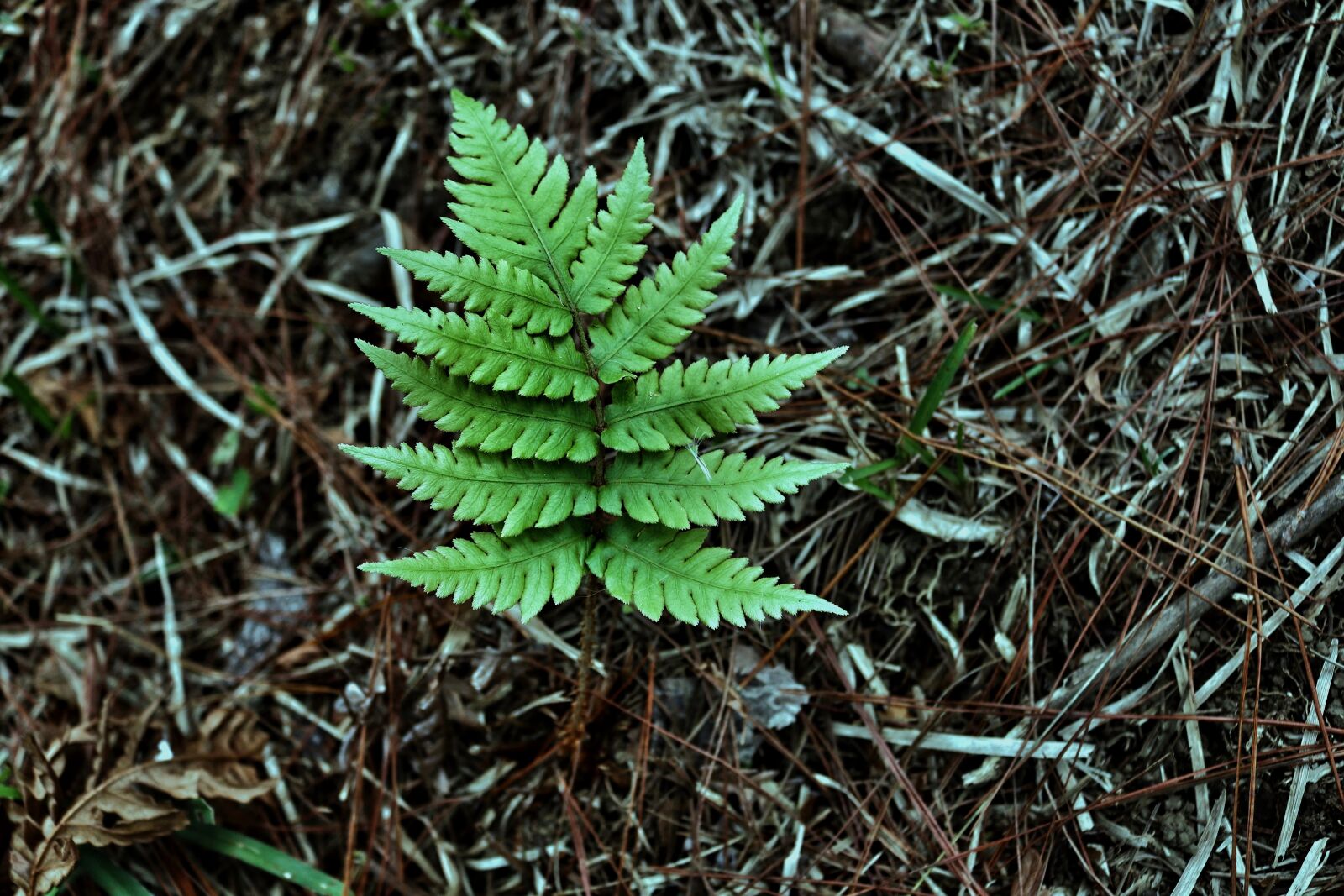 Canon EOS 750D (EOS Rebel T6i / EOS Kiss X8i) sample photo. Trees, wild, green photography