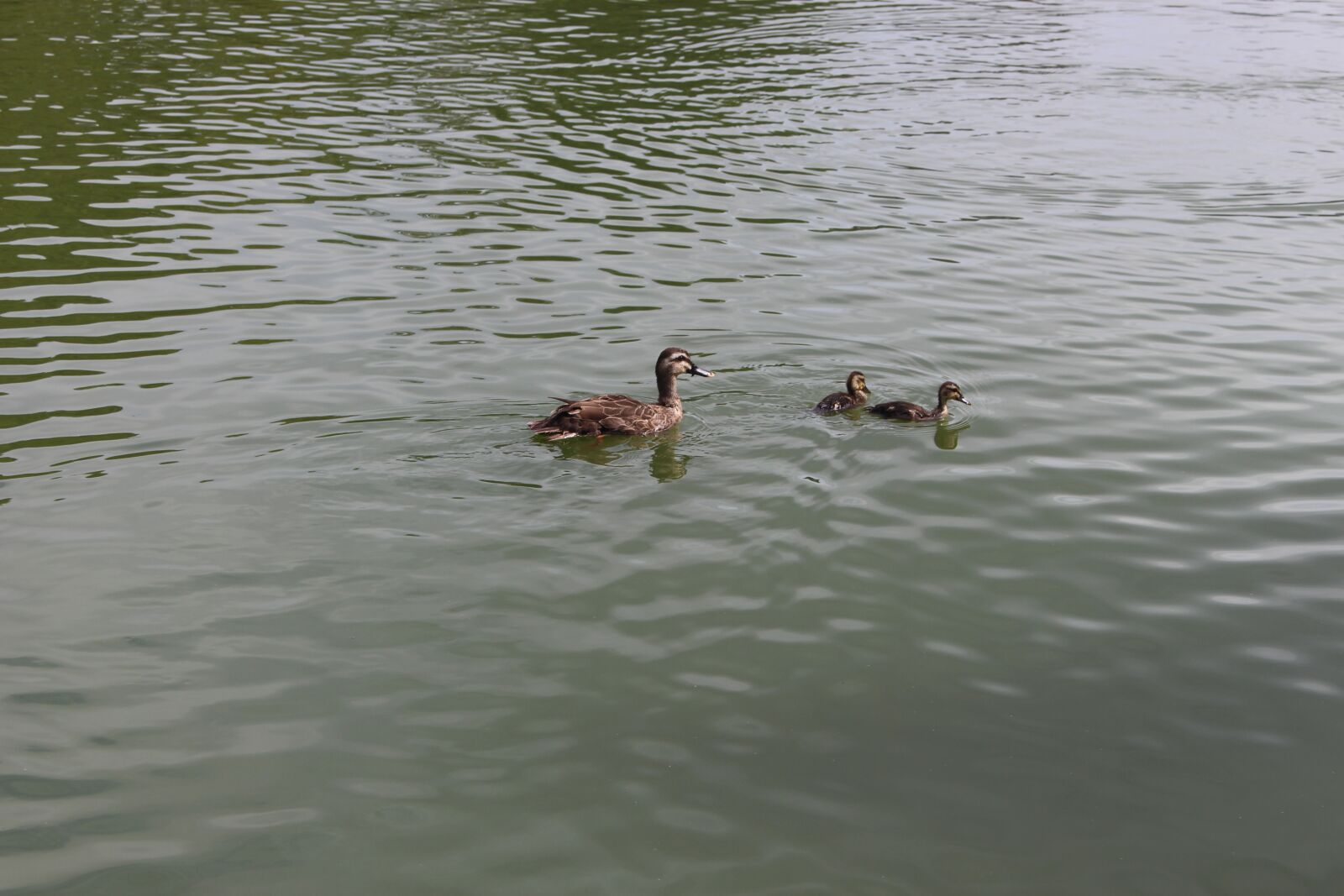 Canon EOS 700D (EOS Rebel T5i / EOS Kiss X7i) sample photo. Duck child, duck, small photography